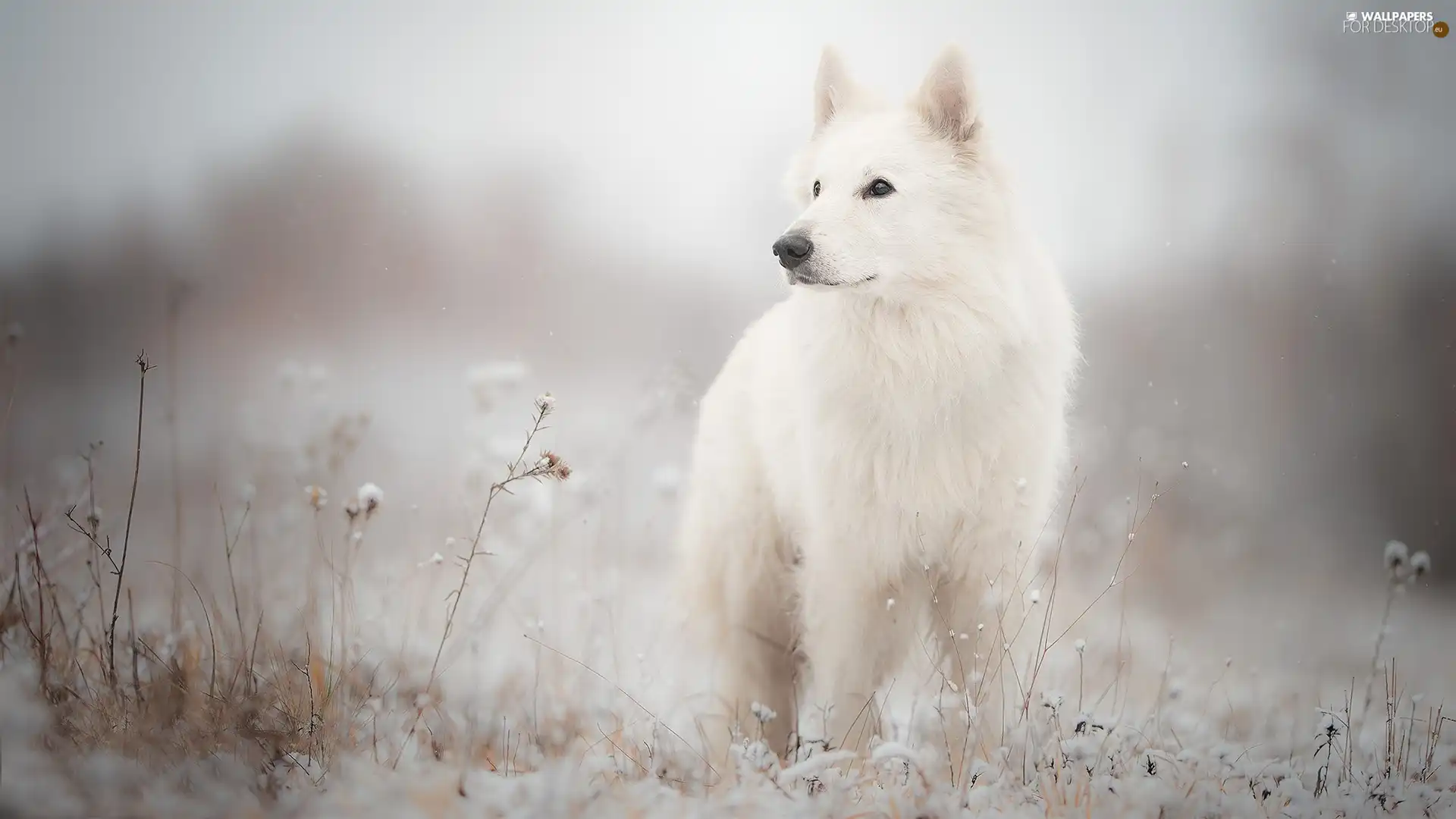 Meadow, dog, White Swiss Shepherd