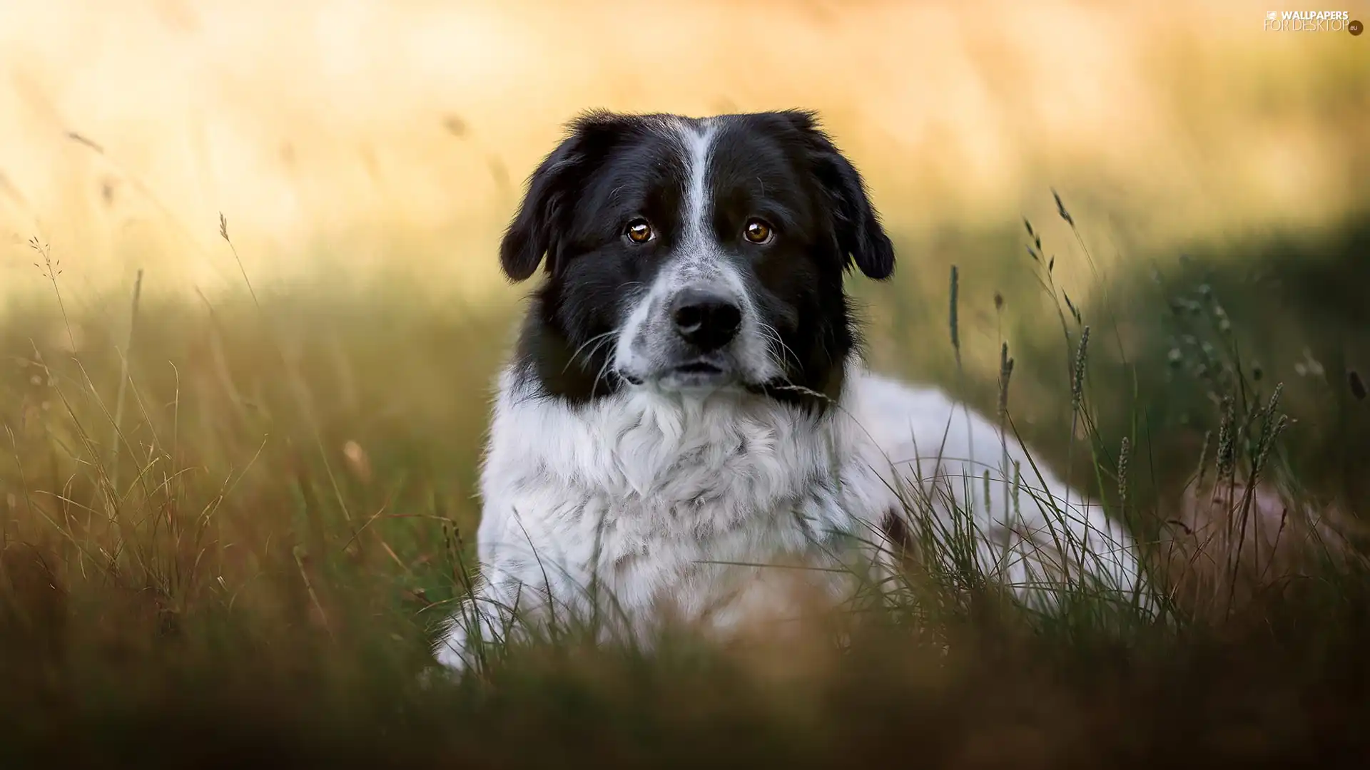 dog, black and white, grass, mongrel