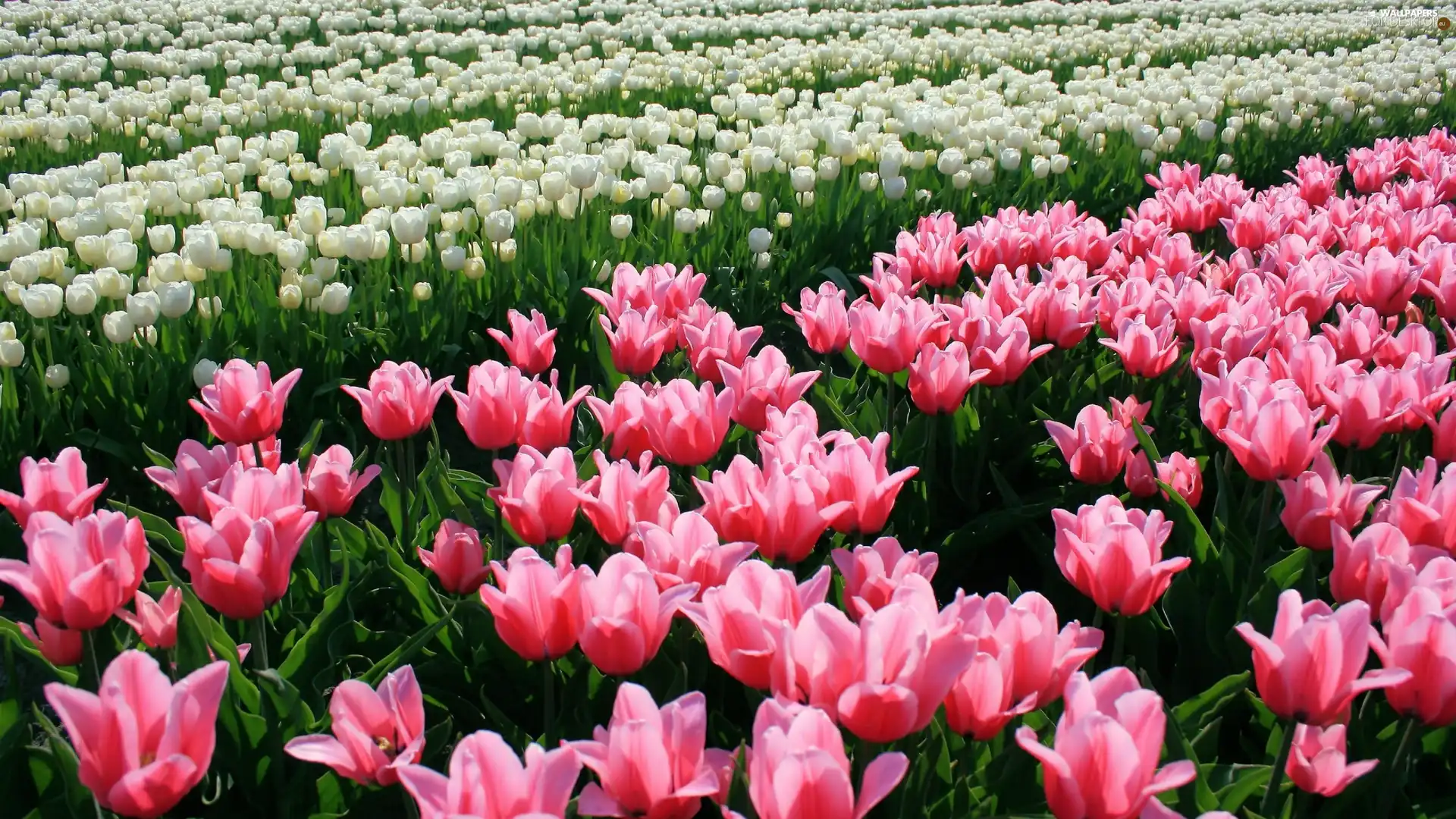 White, Tulips, Pink