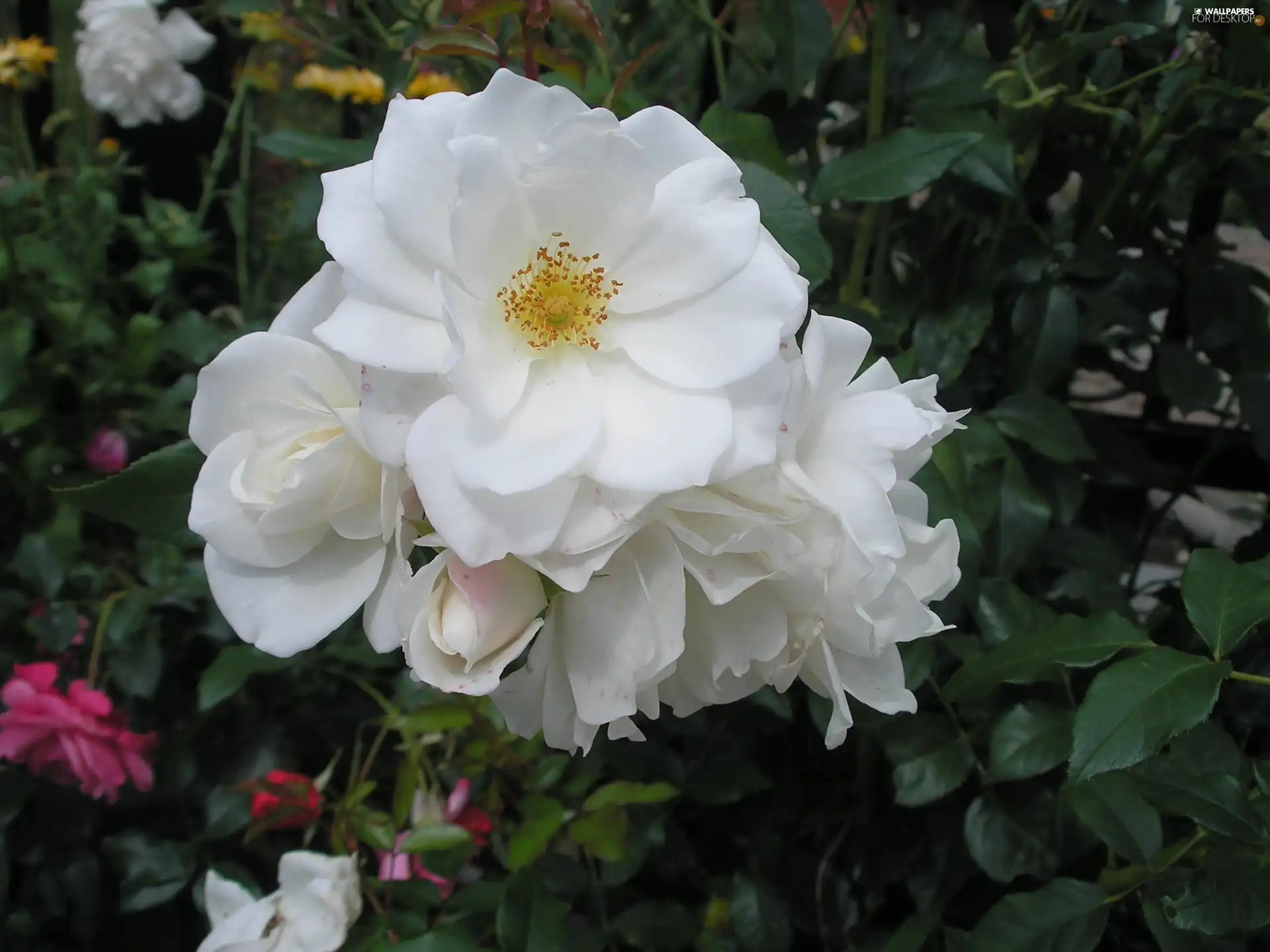 rose, White