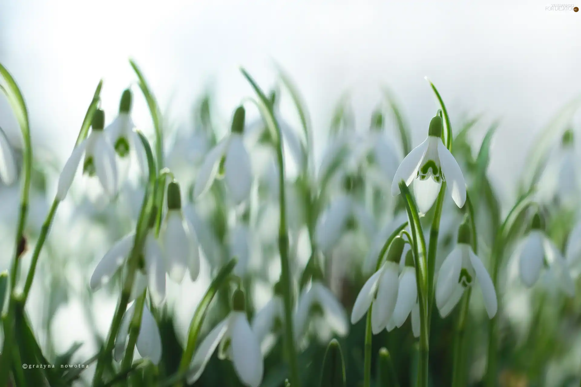 White, Flowers, snowdrops