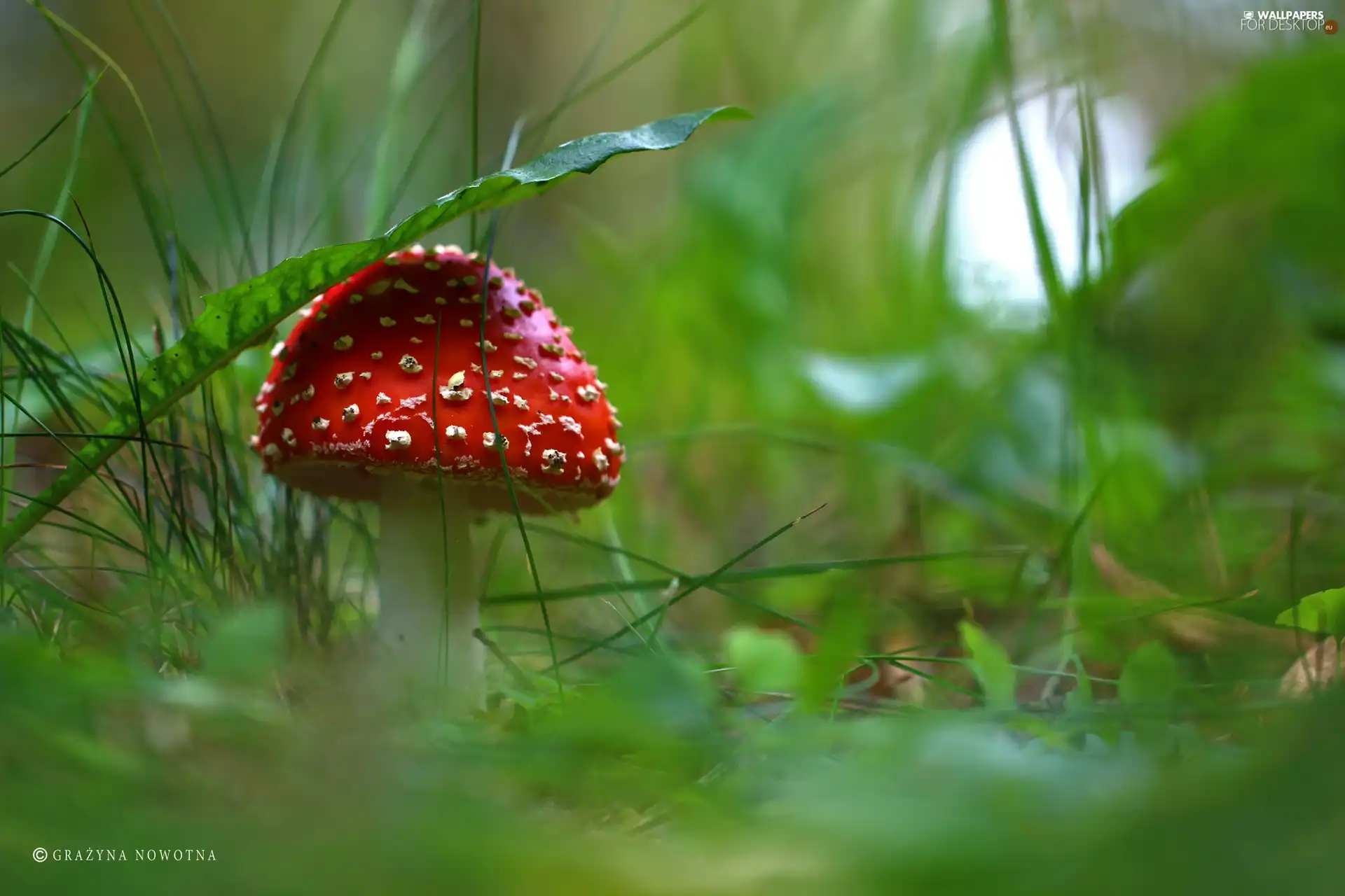 Mushrooms, toadstool, White, Spots, Hat, Red