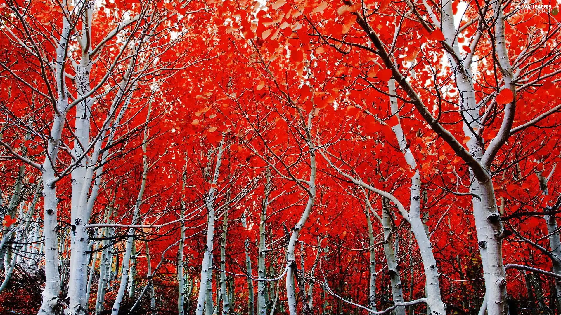 Red, trees, White, Stems, Leaf, viewes