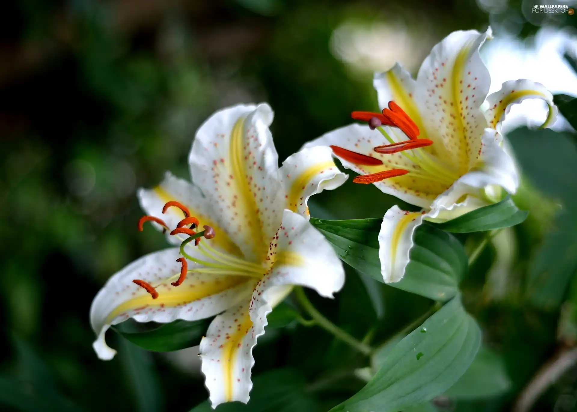Flowers, tiger Lilies, White