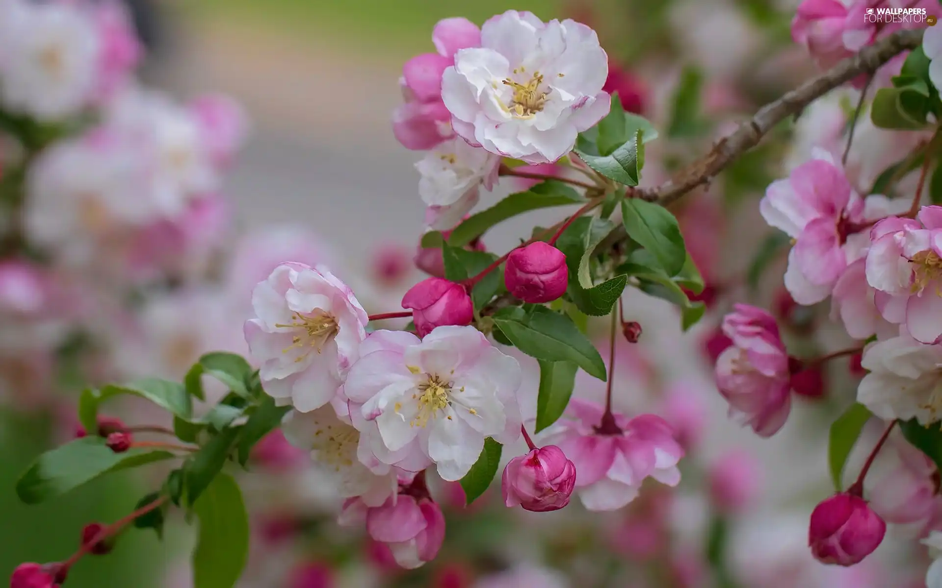white and pink, Flowers, apple-tree, twig, Fruit Tree