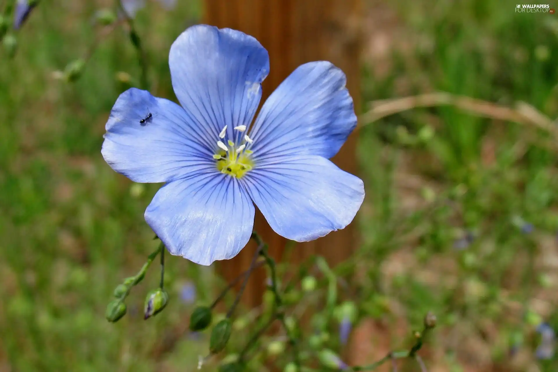 Wielosił blue, ant