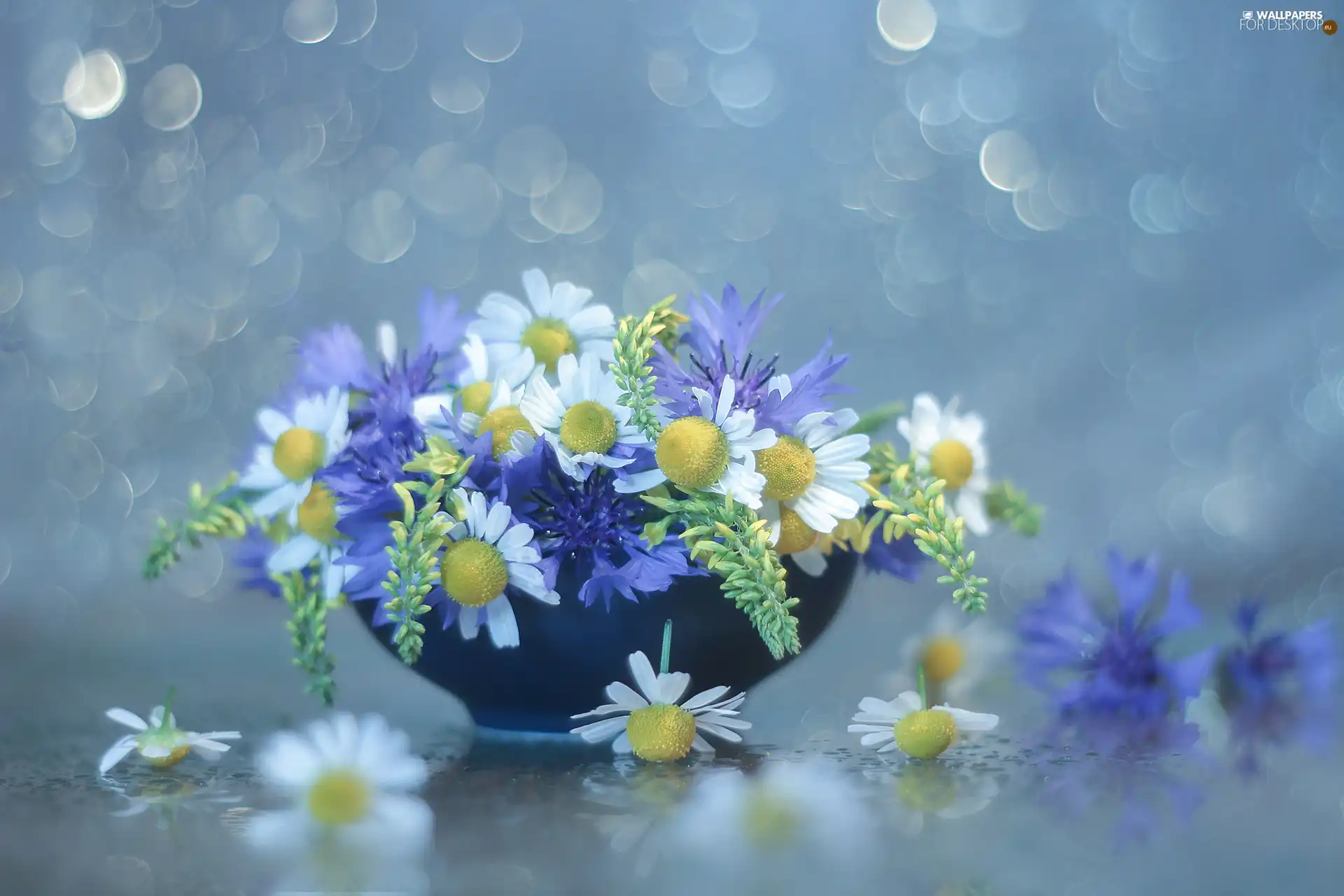 Wildflowers, cornflowers, camomiles