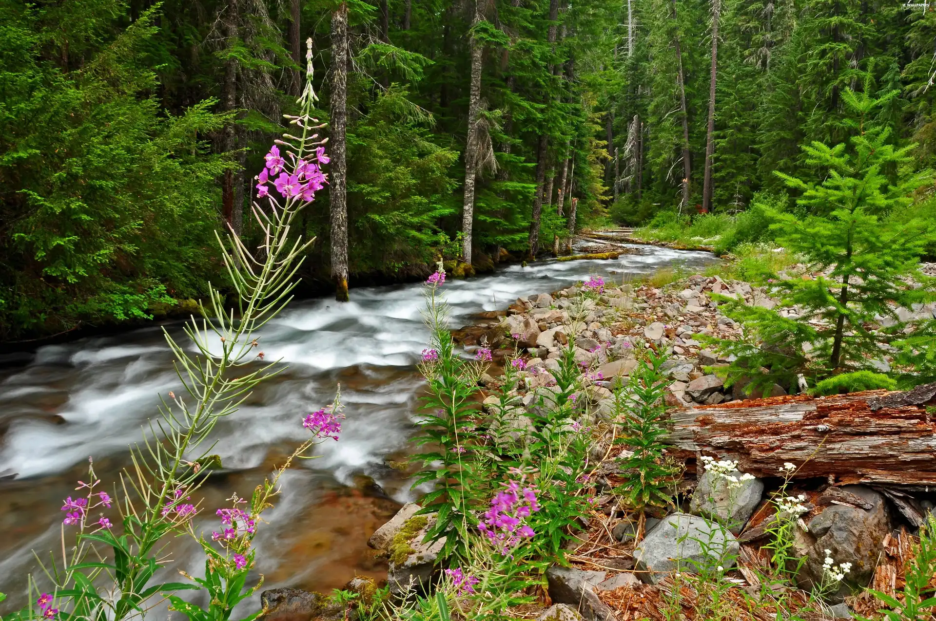 Wildflowers, Flowers, River, Stones, forest