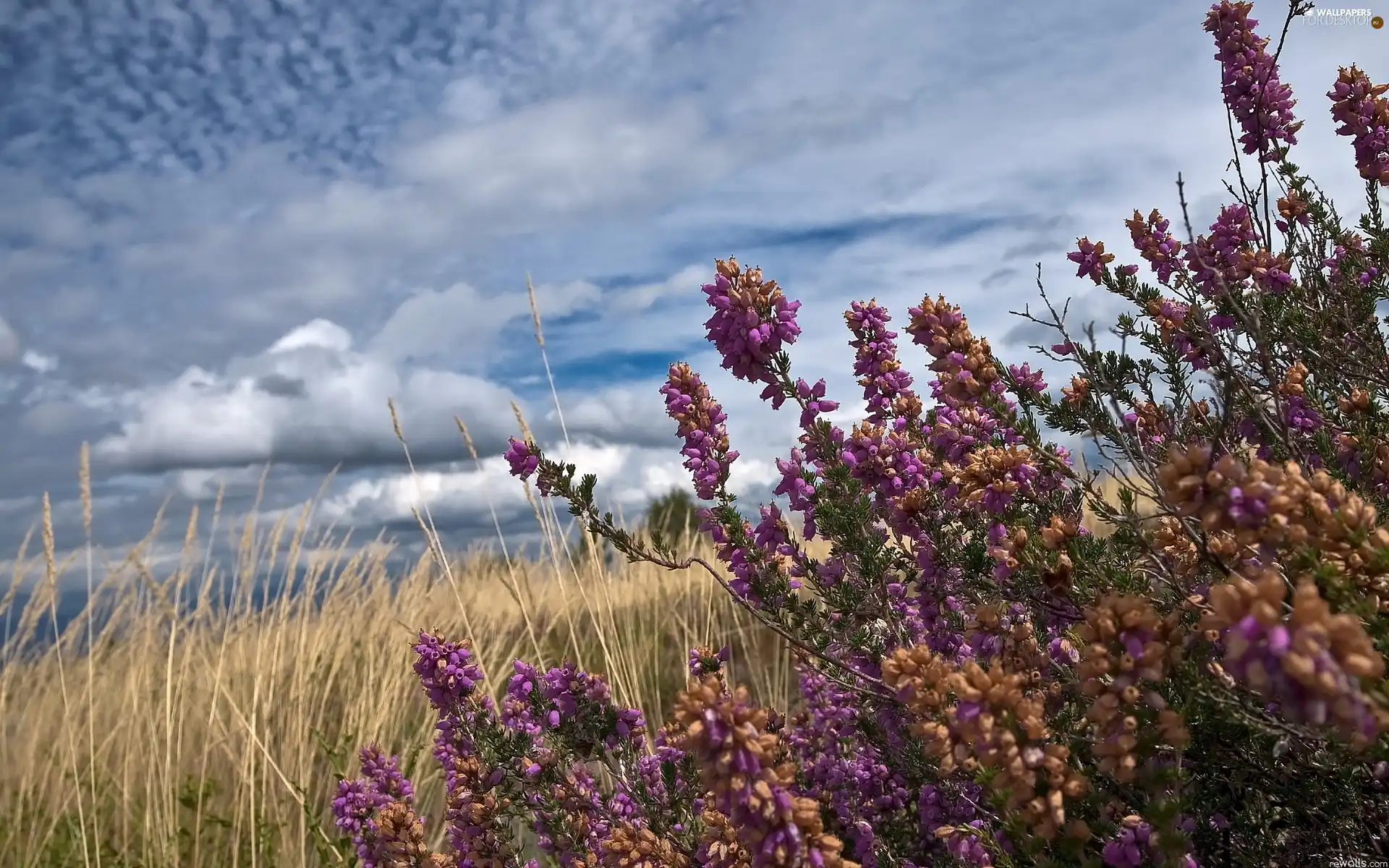 Wildflowers, Flowers, clouds, Meadow, Sky