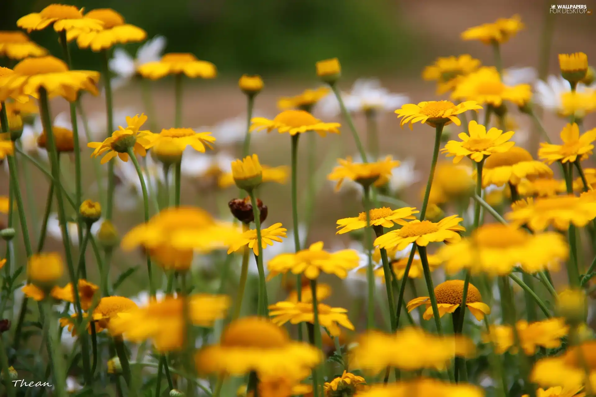 Wildflowers, Yellow, Flowers