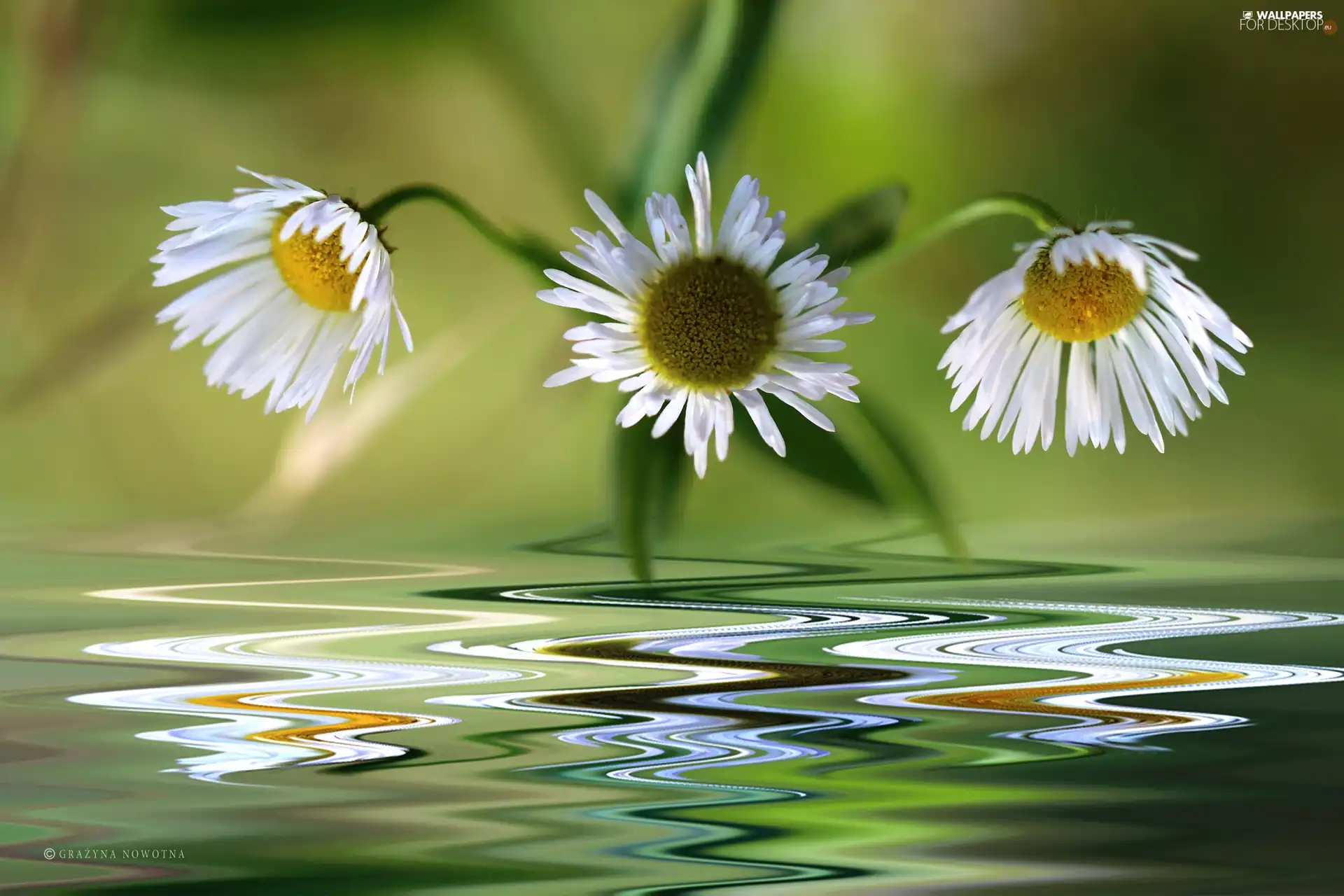 Erigeron White, Flowers, Wildflowers