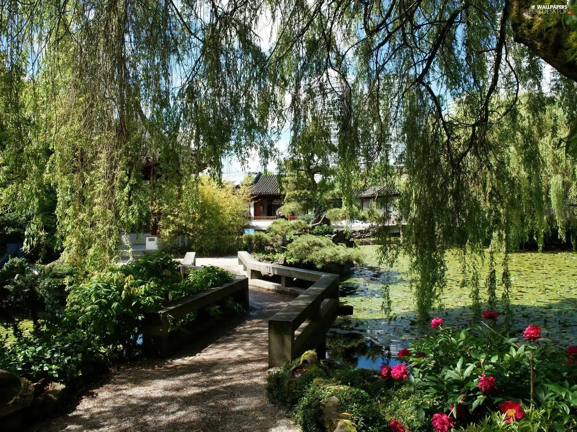 Garden, Pond - car, Willow, bridges