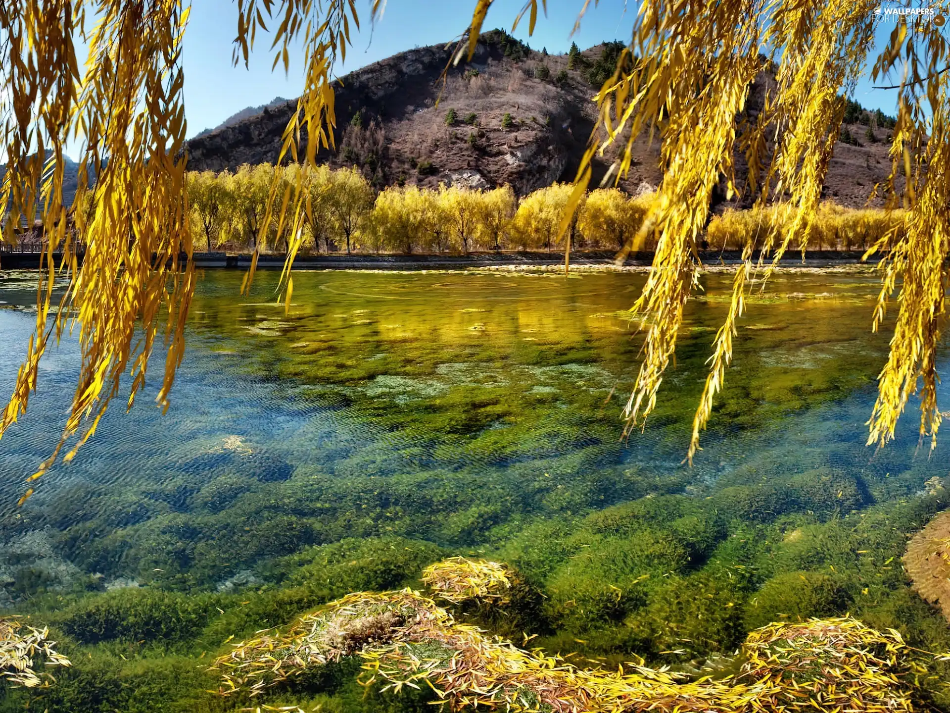 willow, autumn, lake