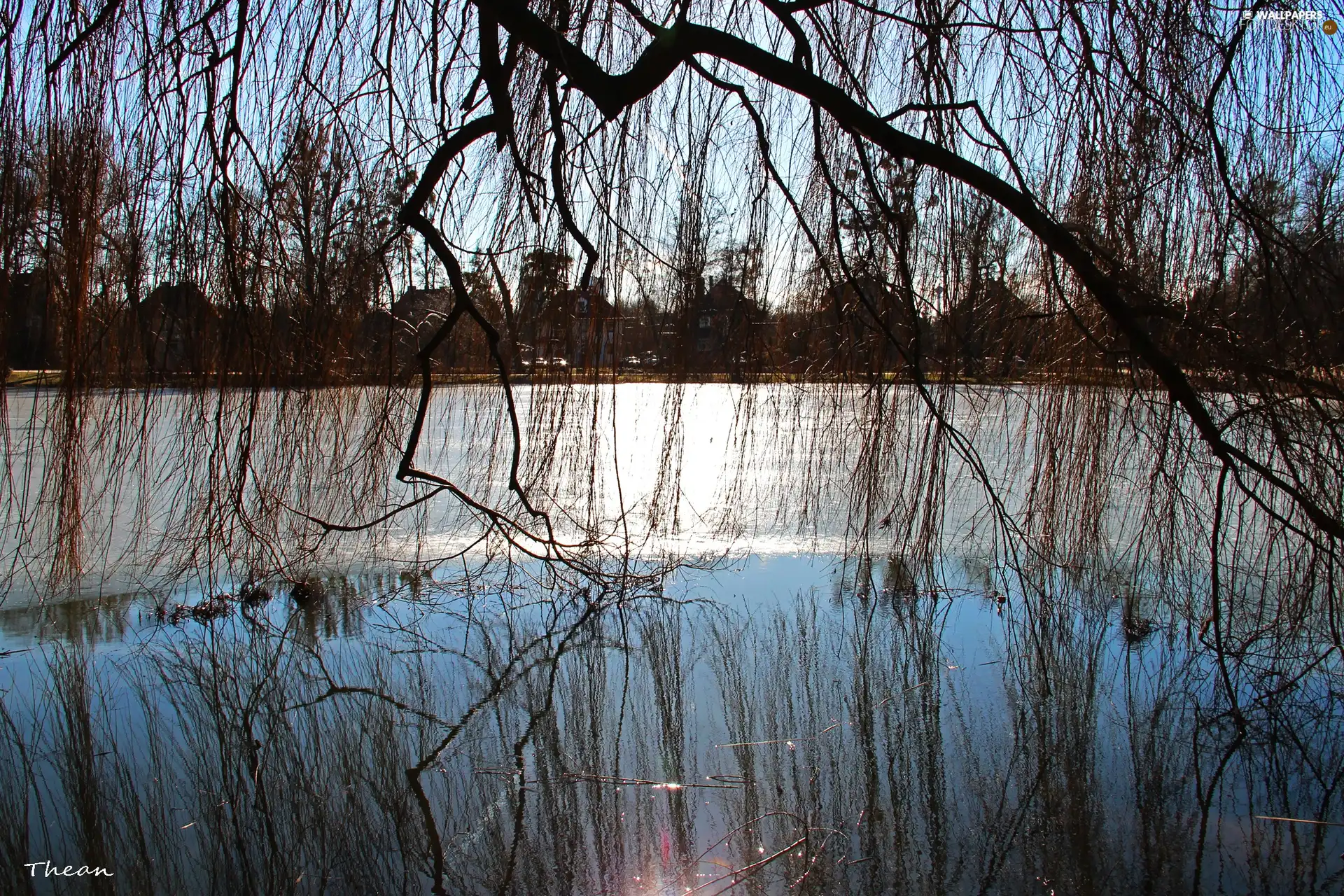 Willow, frozen, lake