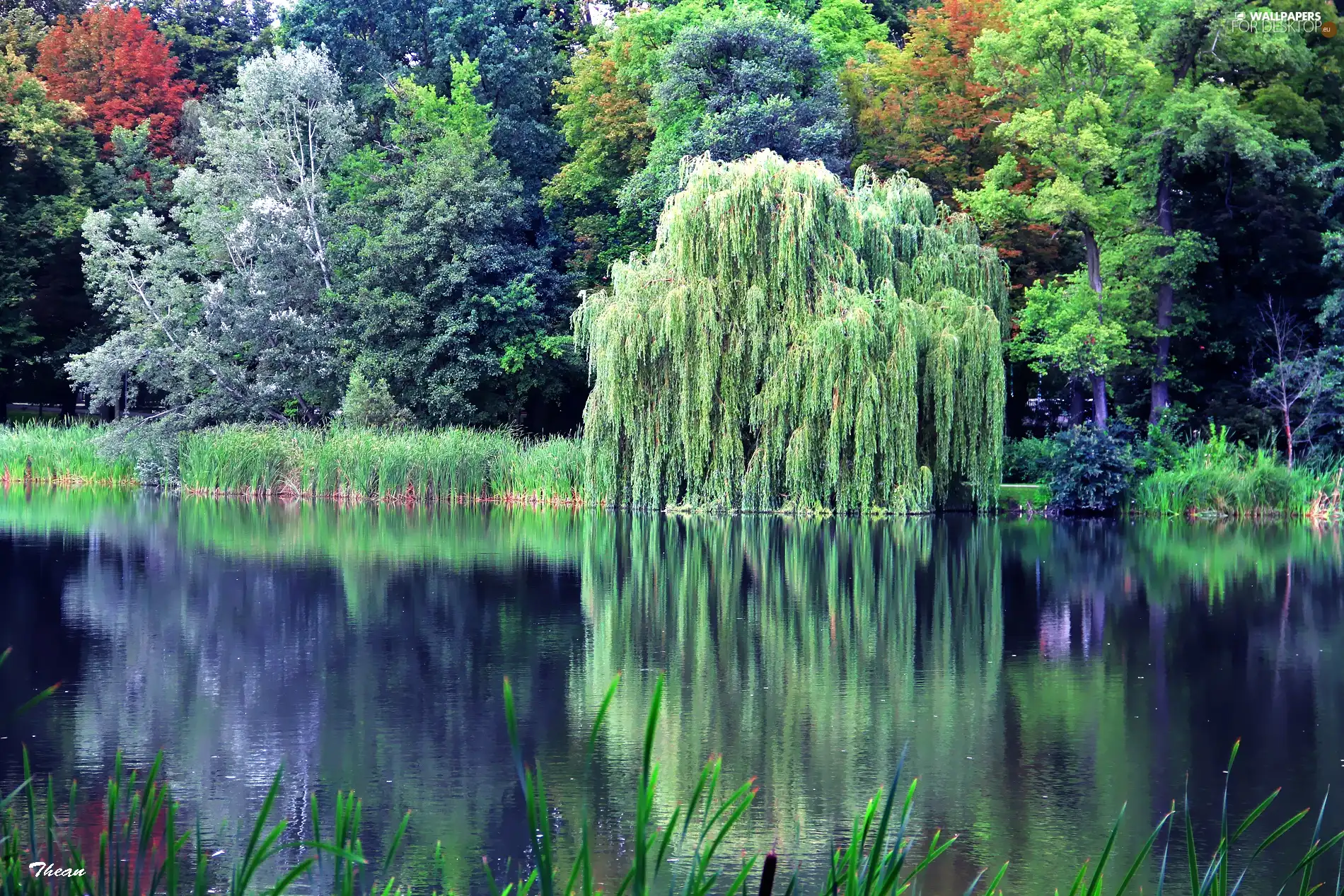 Willow, reflection, trees, viewes, lake