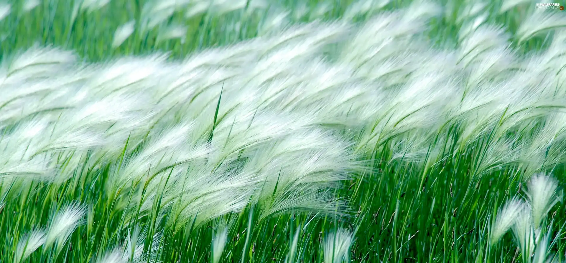 grass, Wind