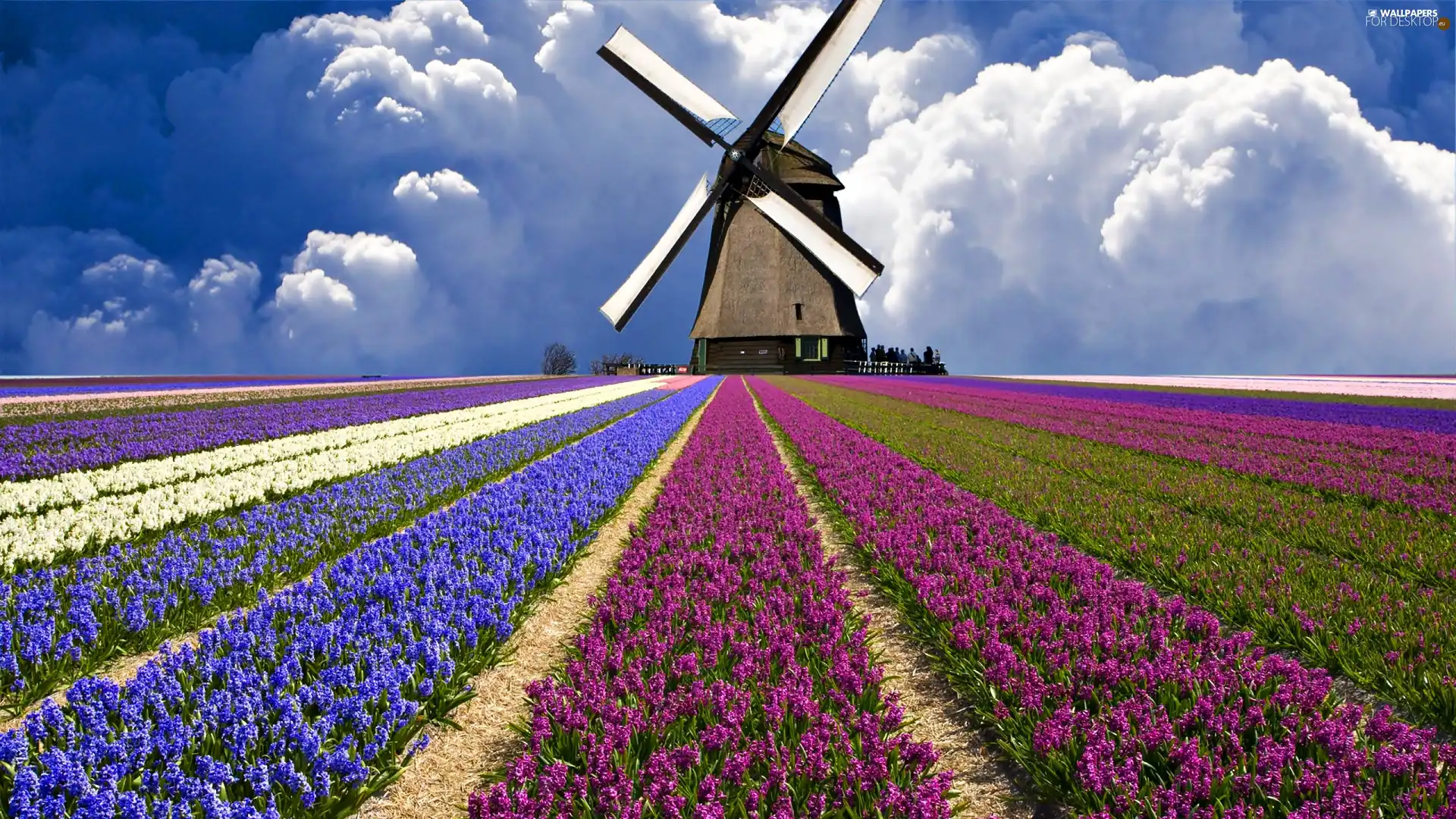 Windmill, field, Floral