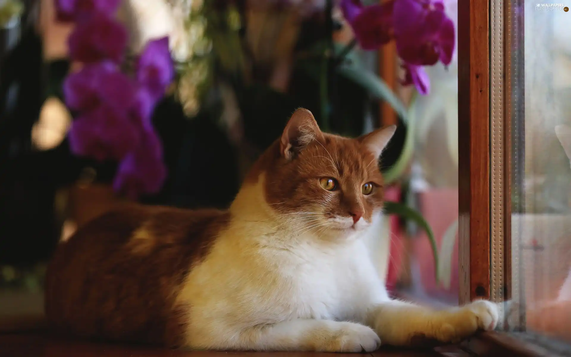 White-brown, cat, Window