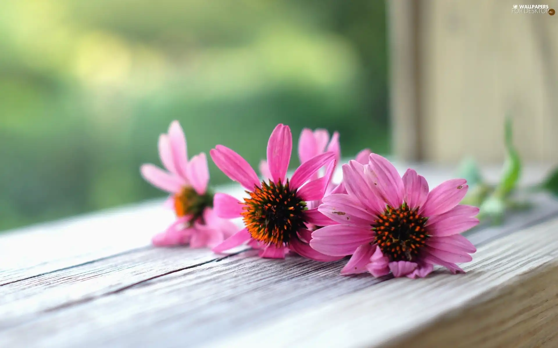 Windows, composition, flowers, parapet, Pink