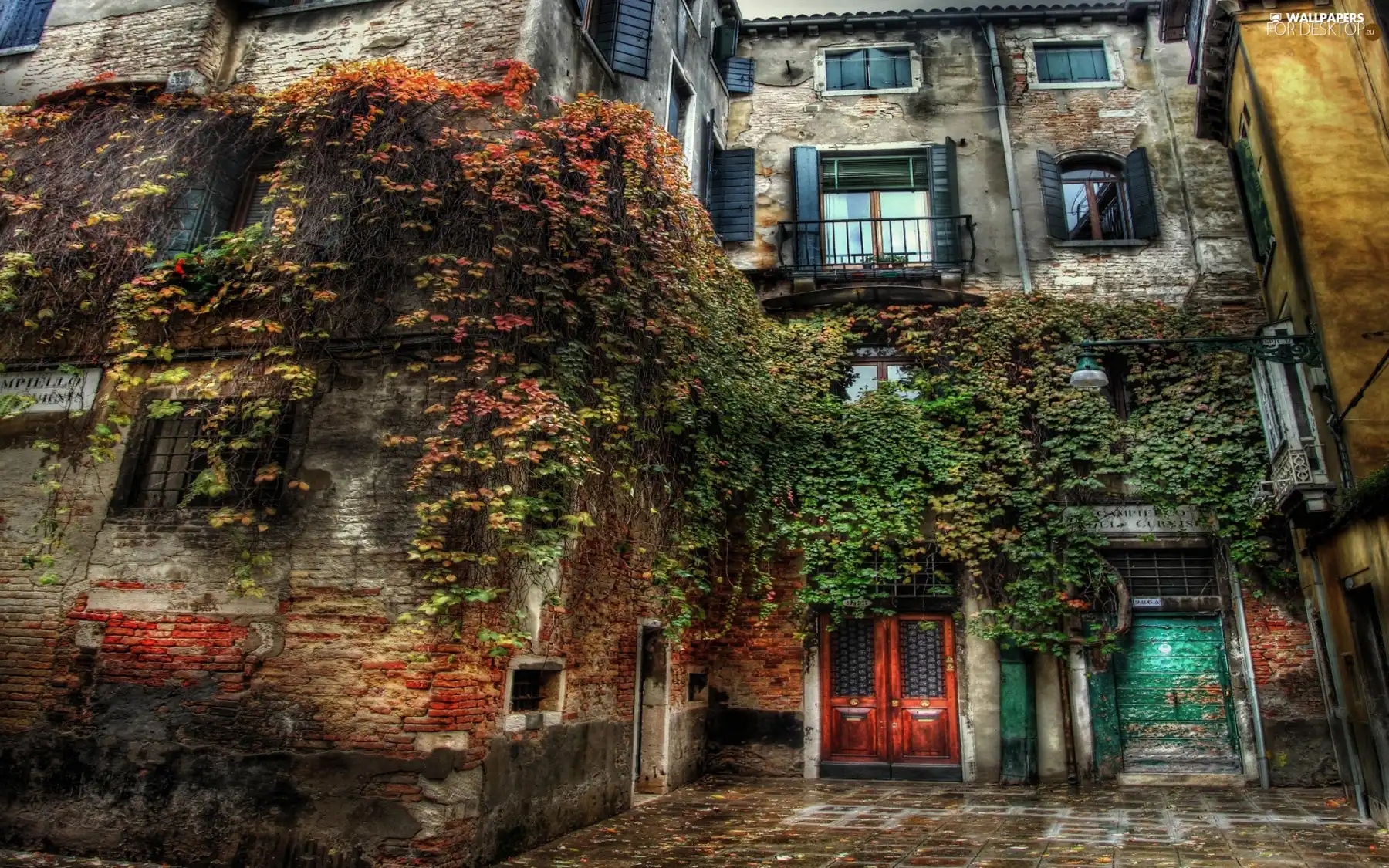 house, leaves, Wines, covered