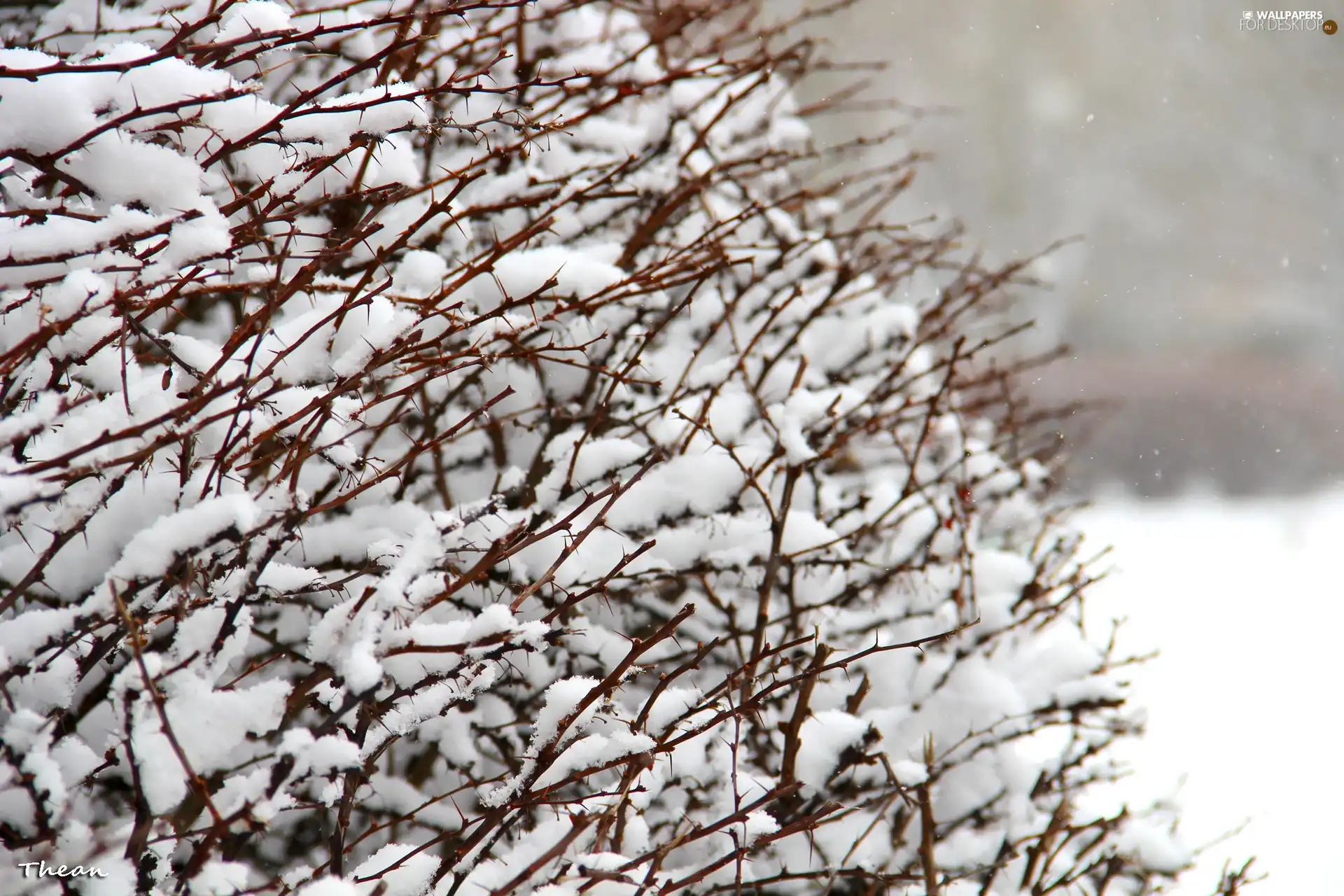 Bush, snow, winter, Spikes