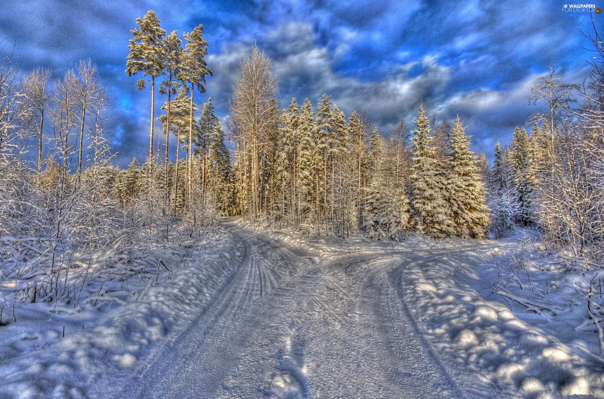clouds, Way, winter, forest