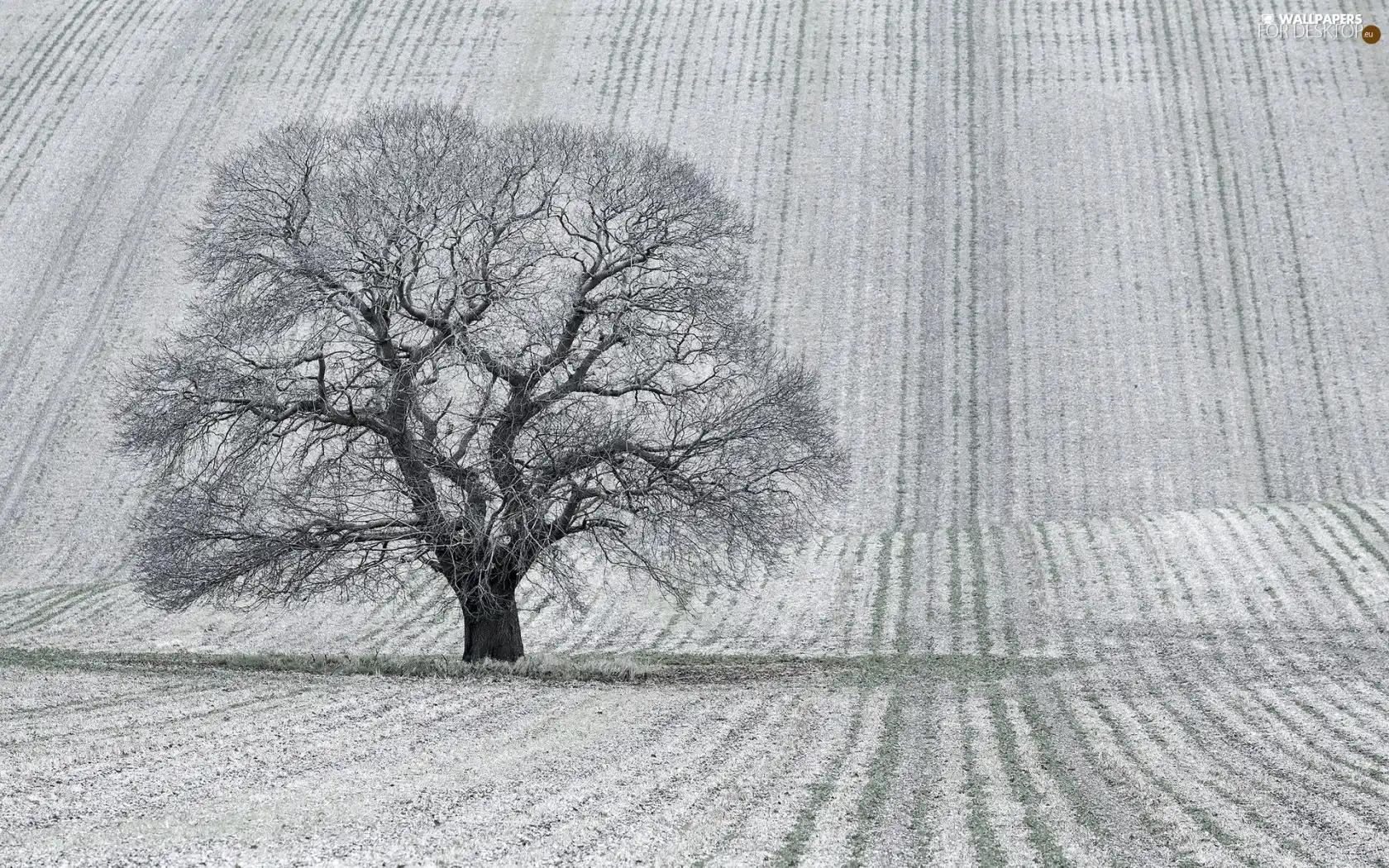 winter, trees, field