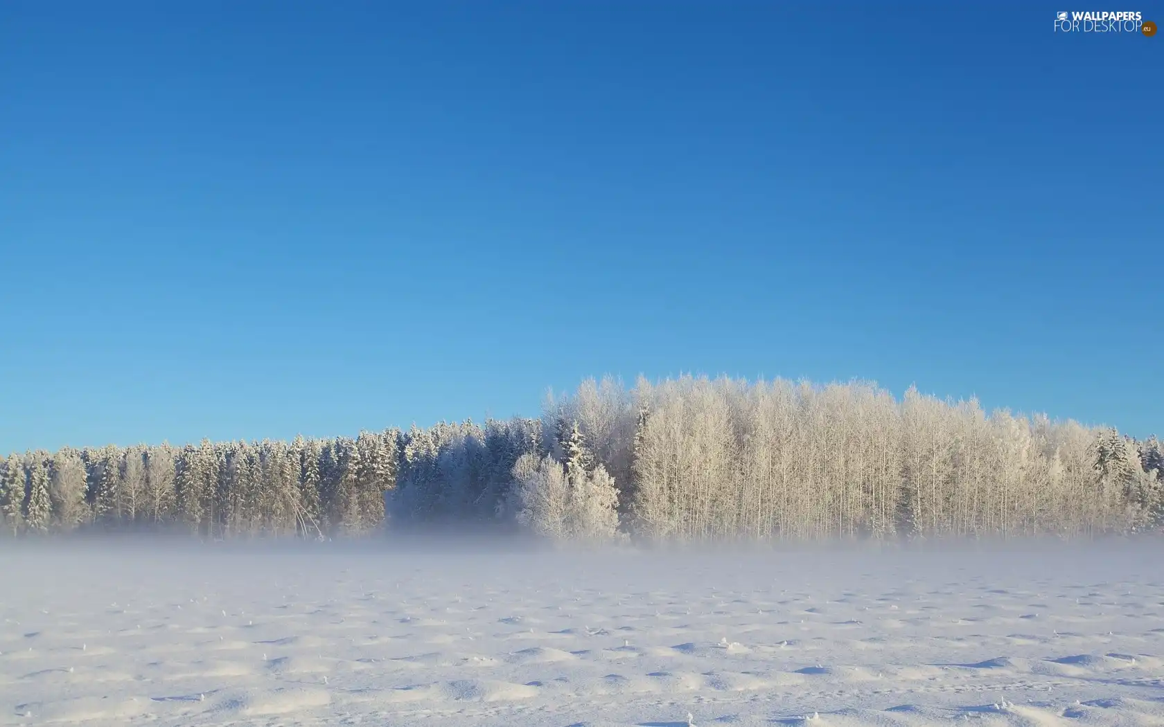 winter, forest, Fog