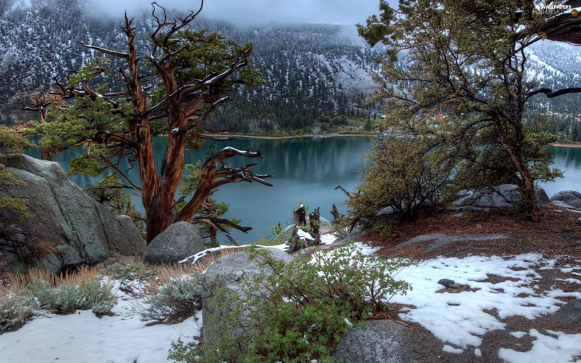 winter, Fog, trees, viewes, lake