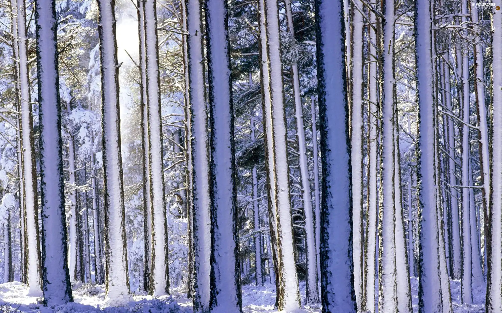 forest, viewes, winter, trees