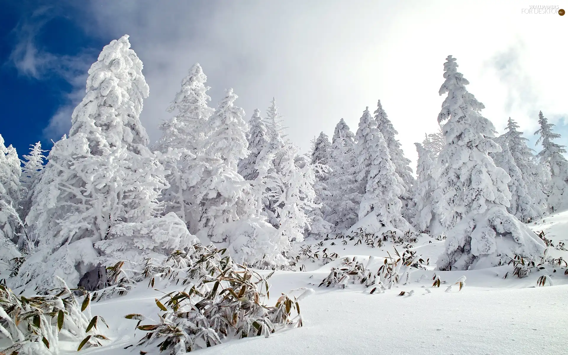 forest, viewes, winter, trees