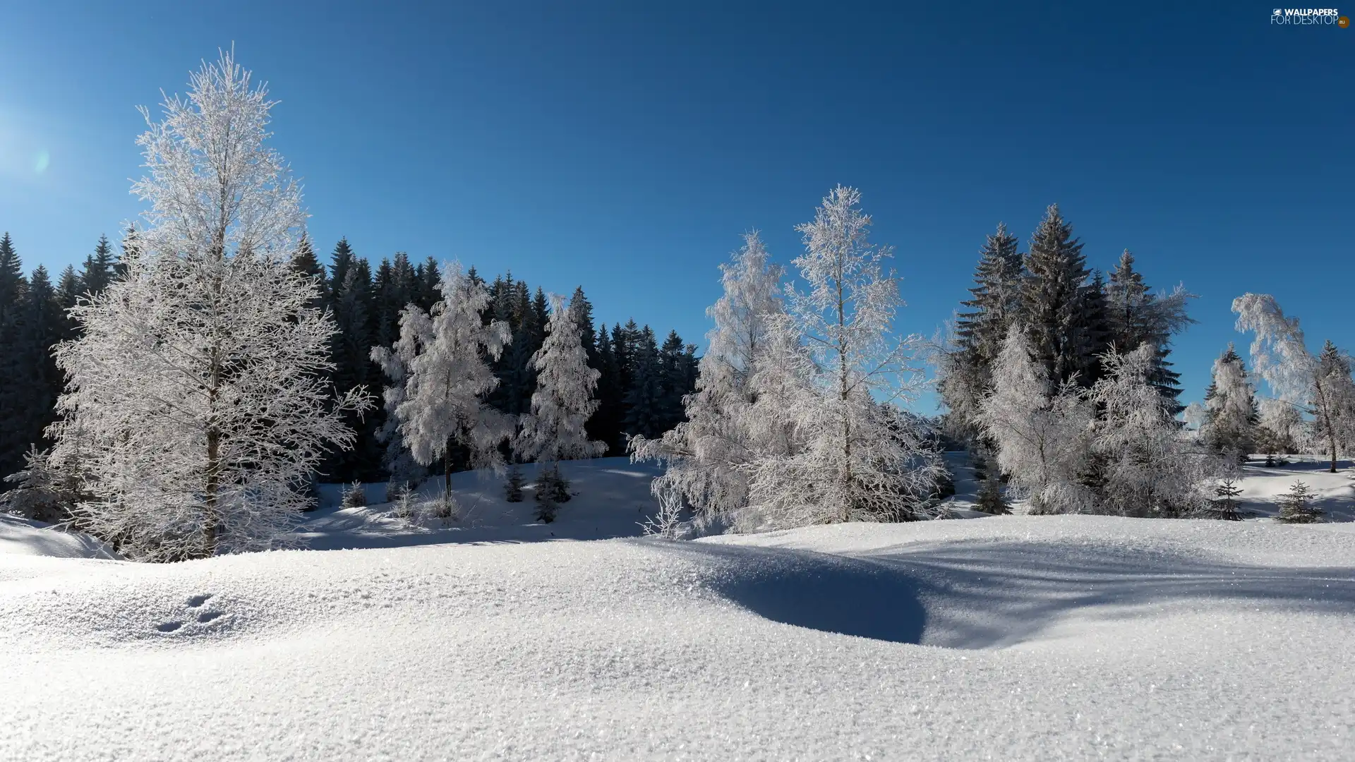 forest, winter