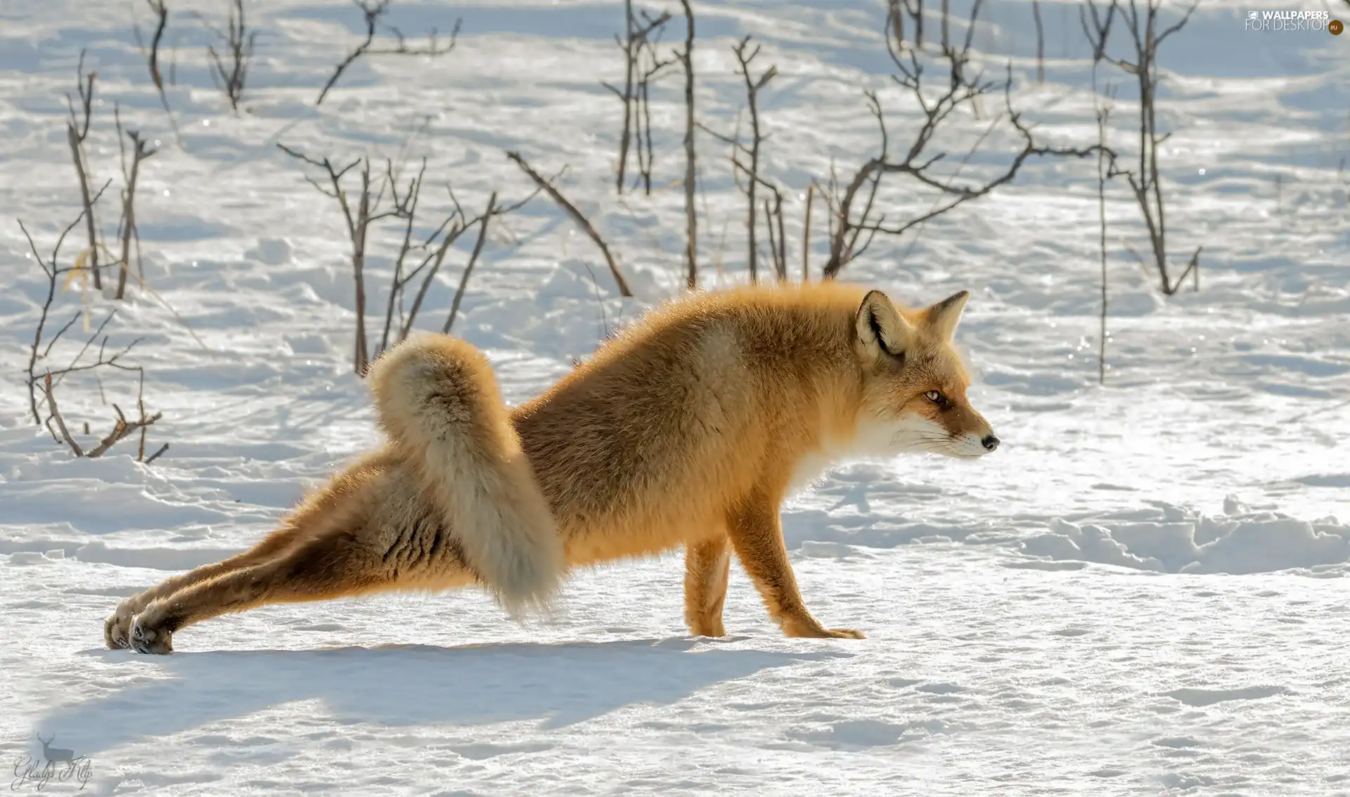 winter, ginger, Fox