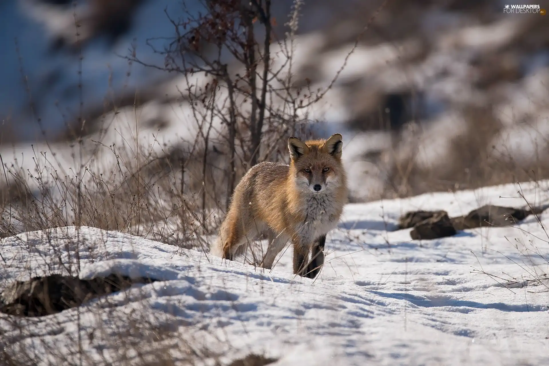 Fox, snow, Plants, winter