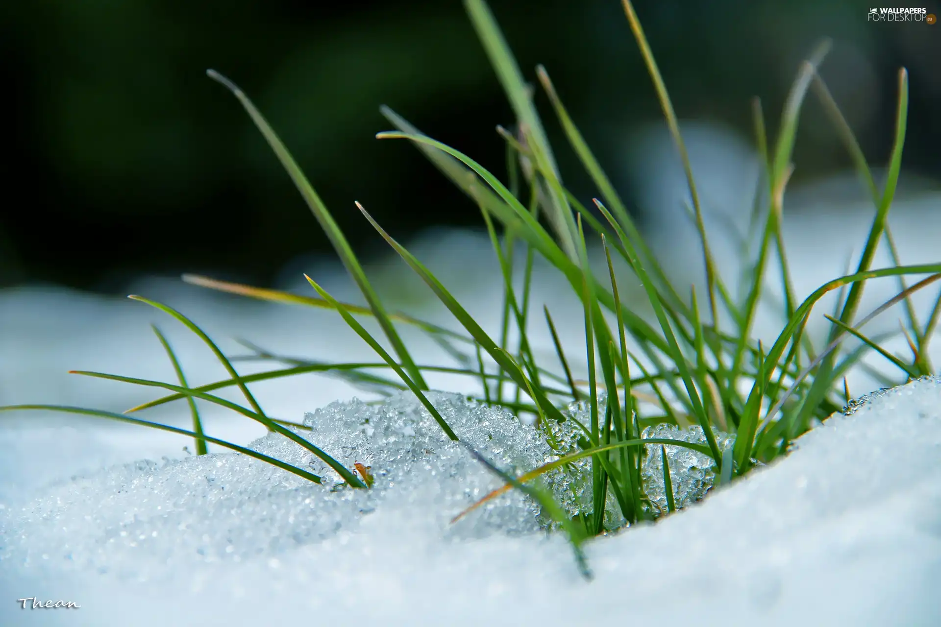 grass, snow, winter, blades