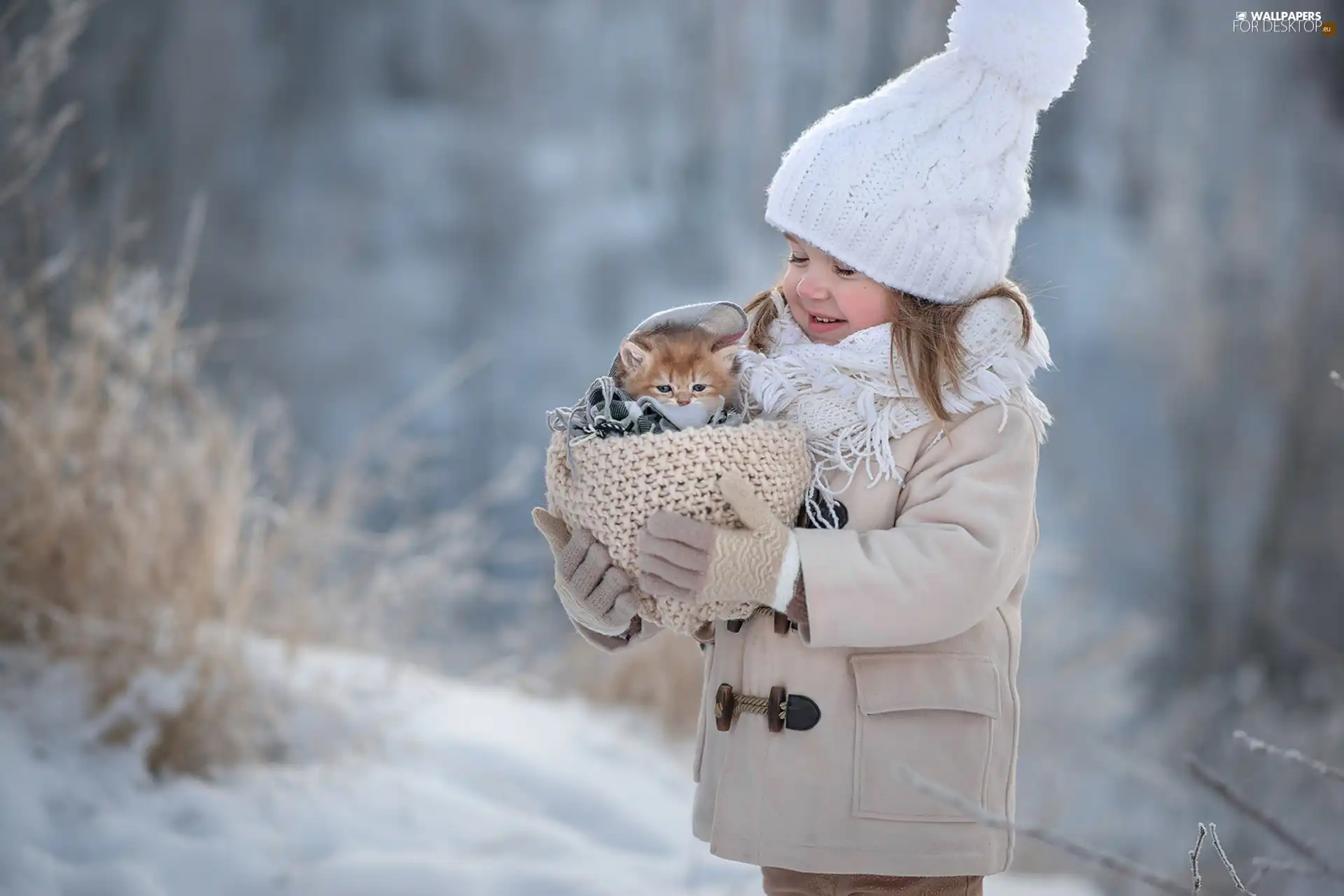 Hat, winter, kitten, Scarf, girl