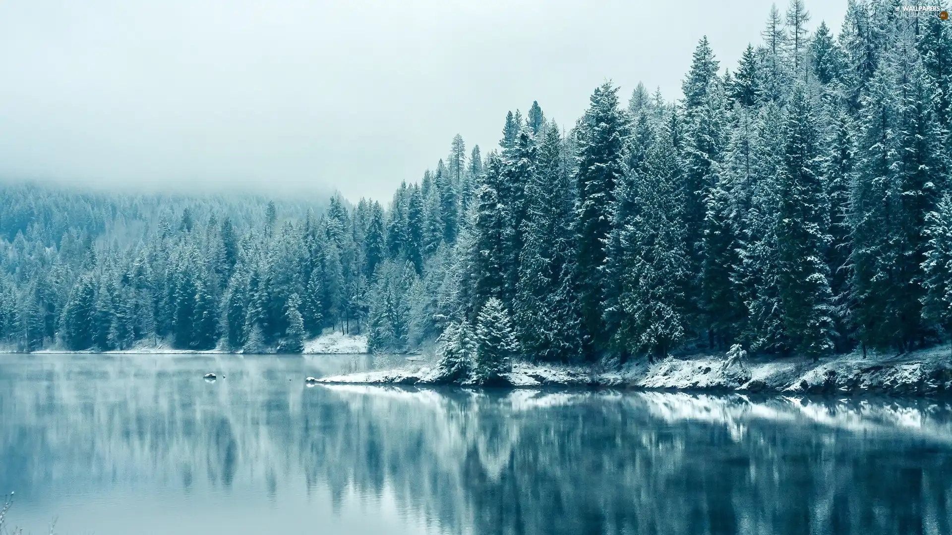winter, forest, lake