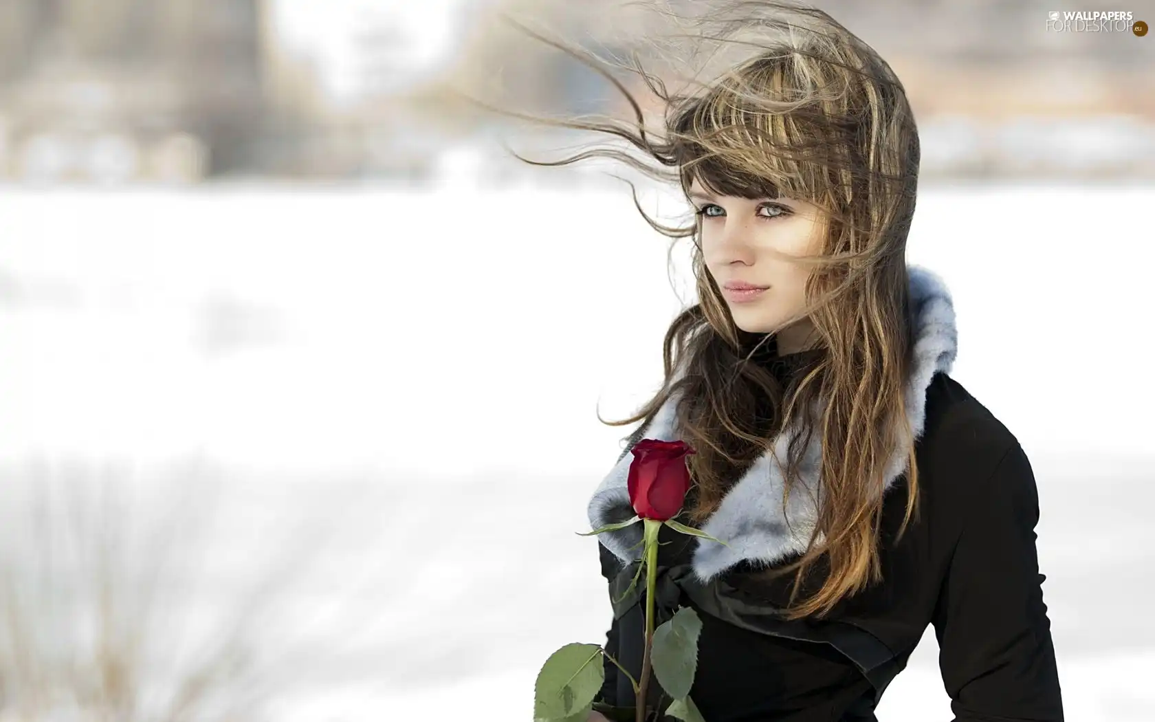 Lovely, rose, winter, girl