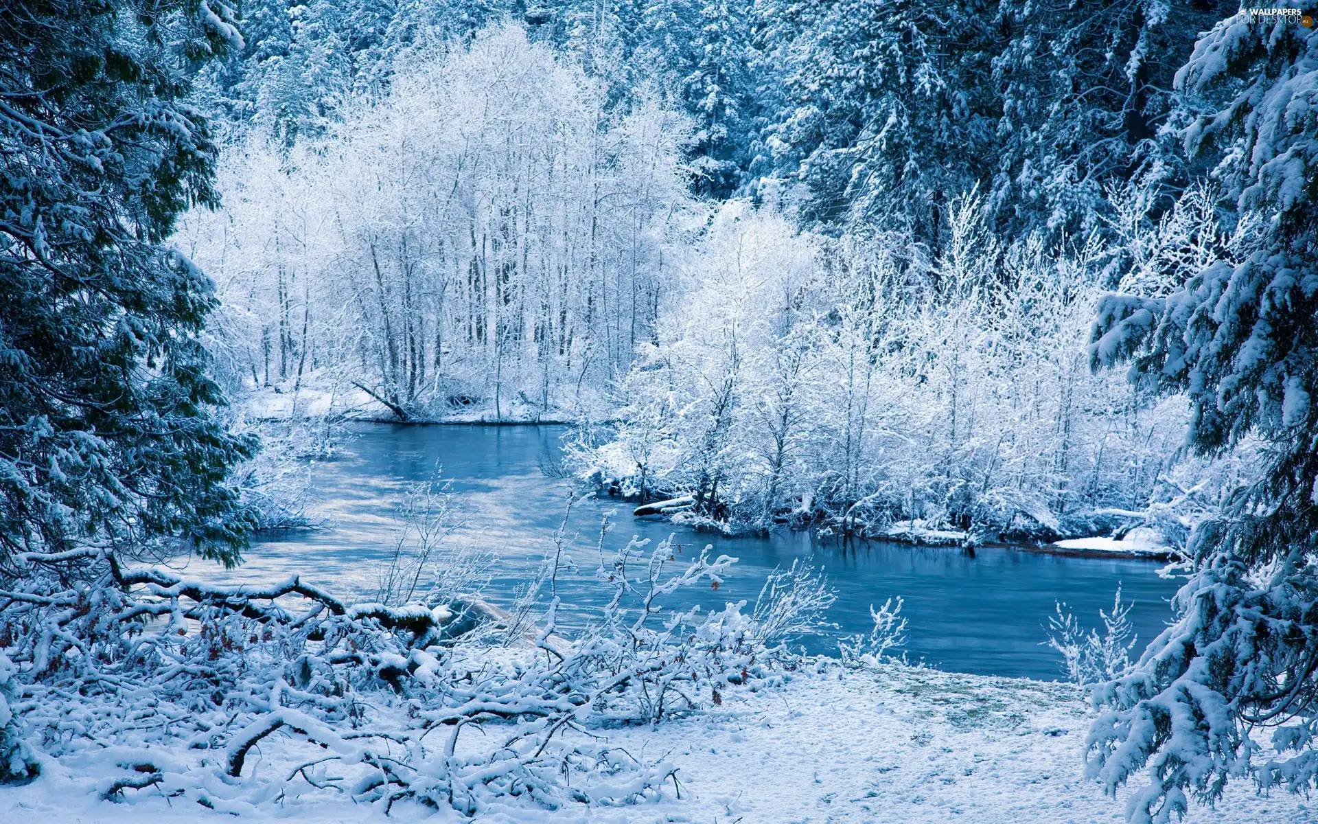 winter, forest, River