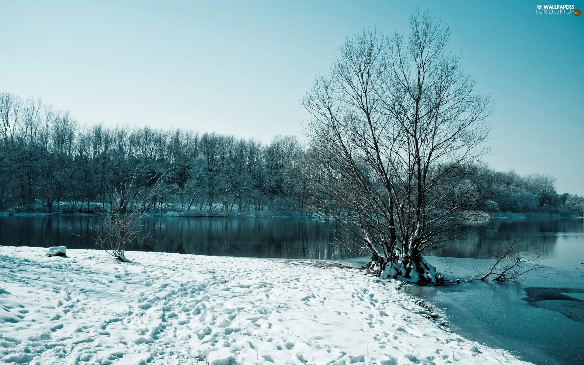 River, viewes, winter, trees