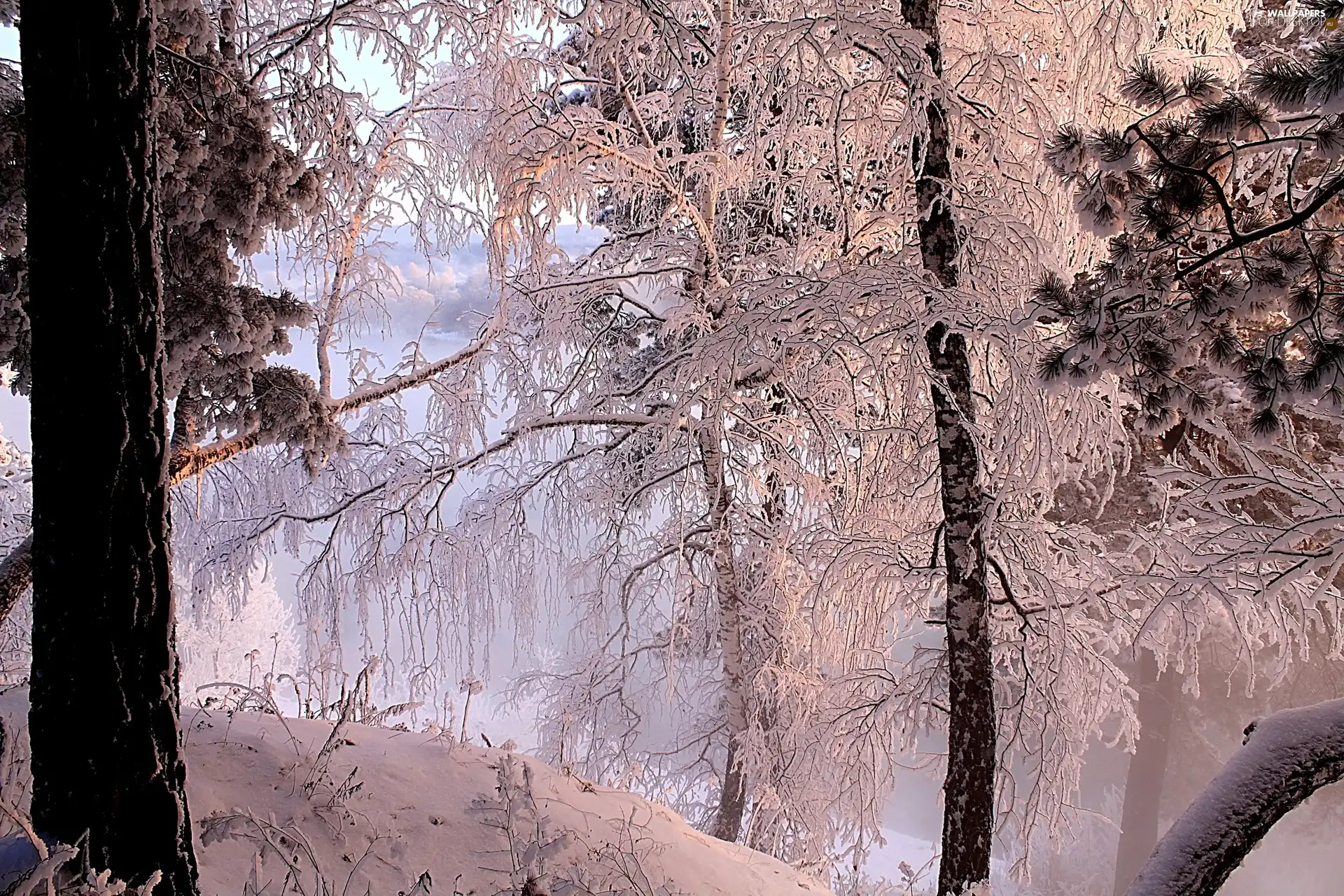 River, viewes, winter, trees