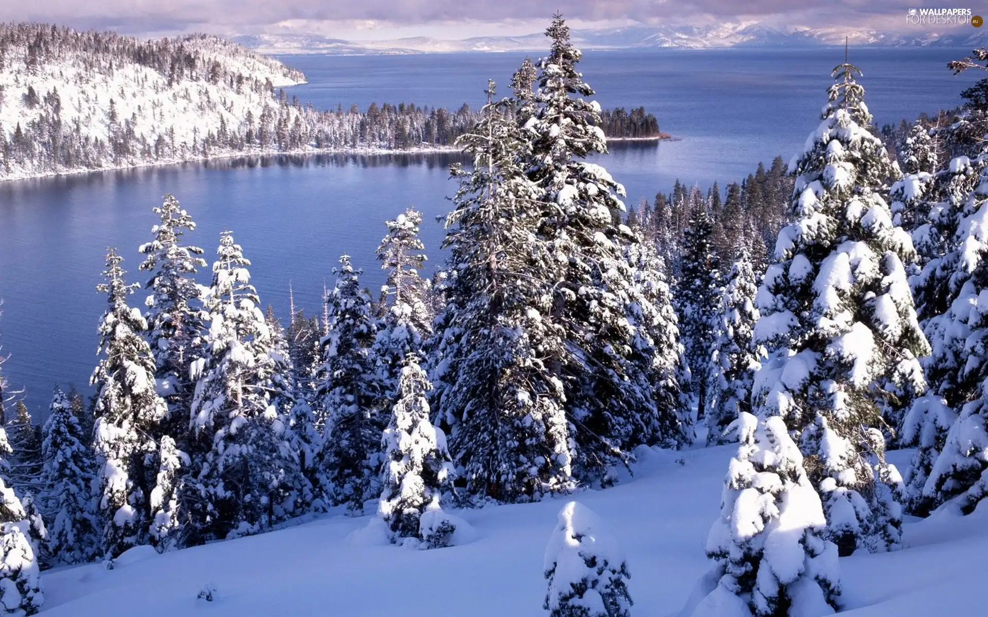 sea, woods, winter, Mountains