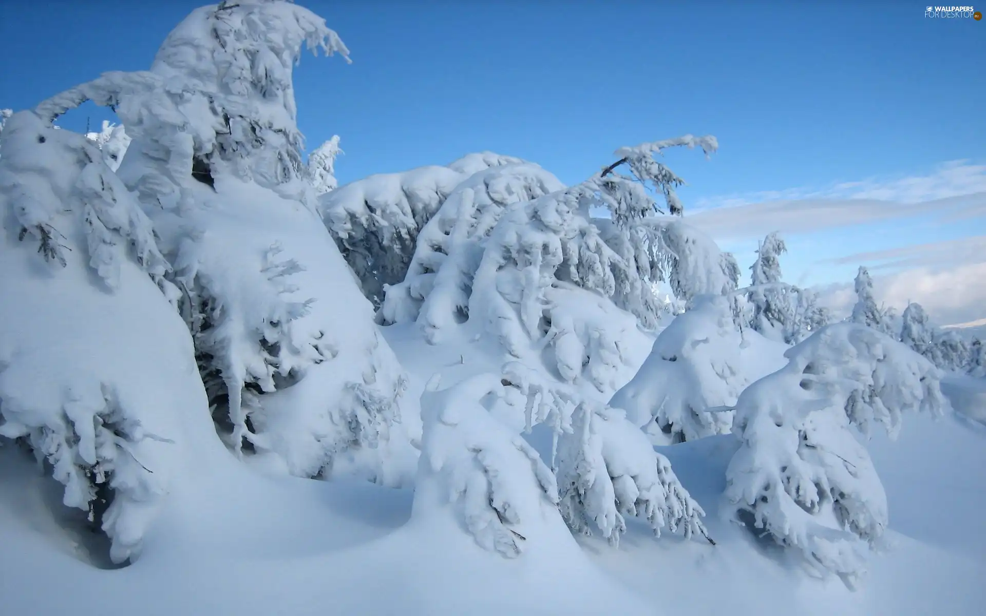 Sky, snow, winter, Spruces