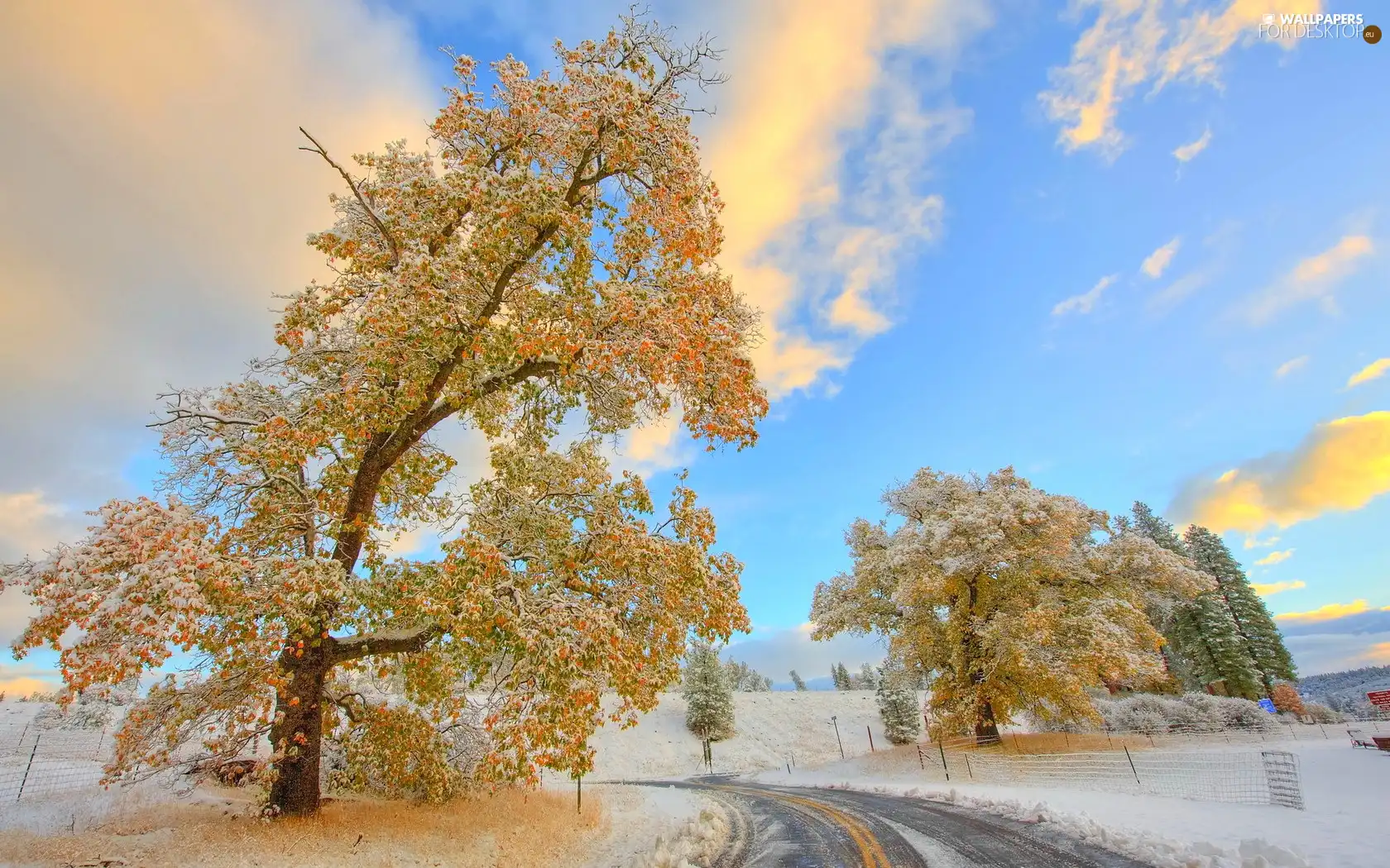 winter, Sky, trees, viewes, Way