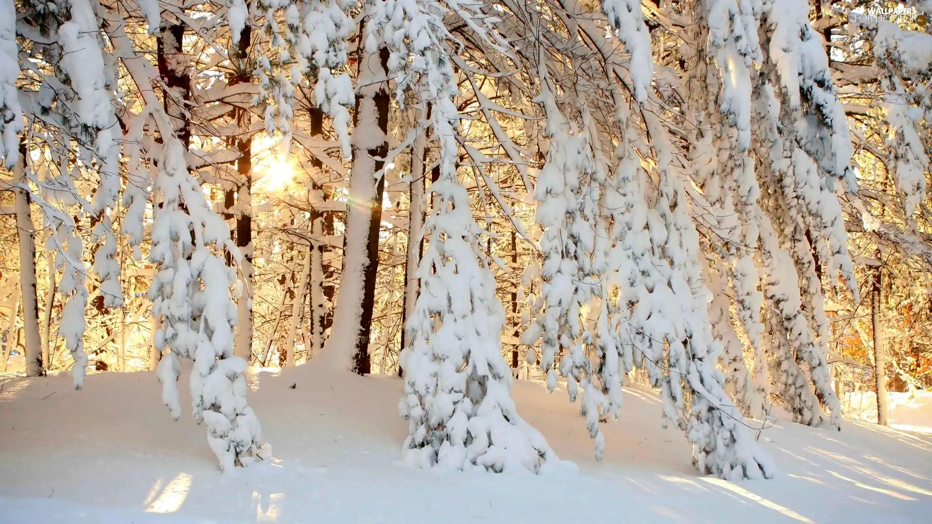 winter, forest, snow