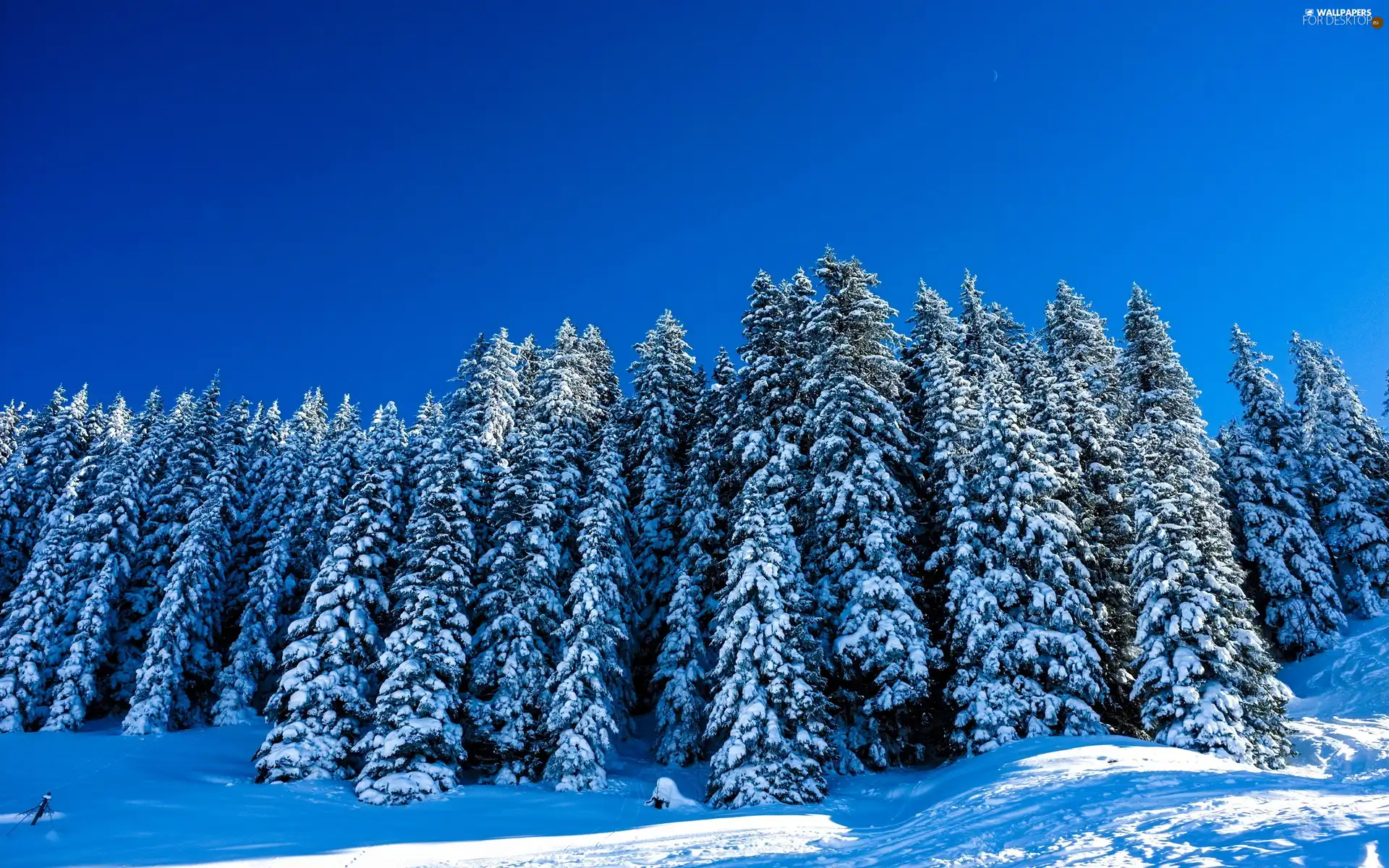 winter, Spruces, snow