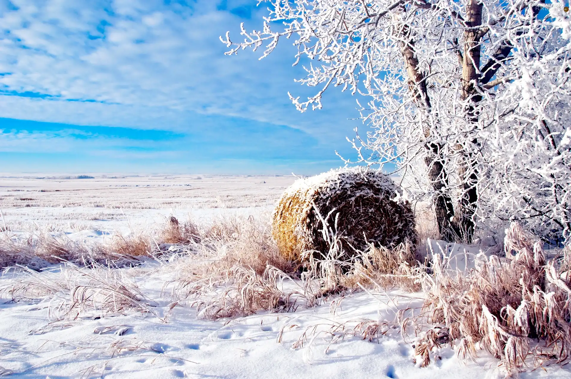 winter, trees, straw