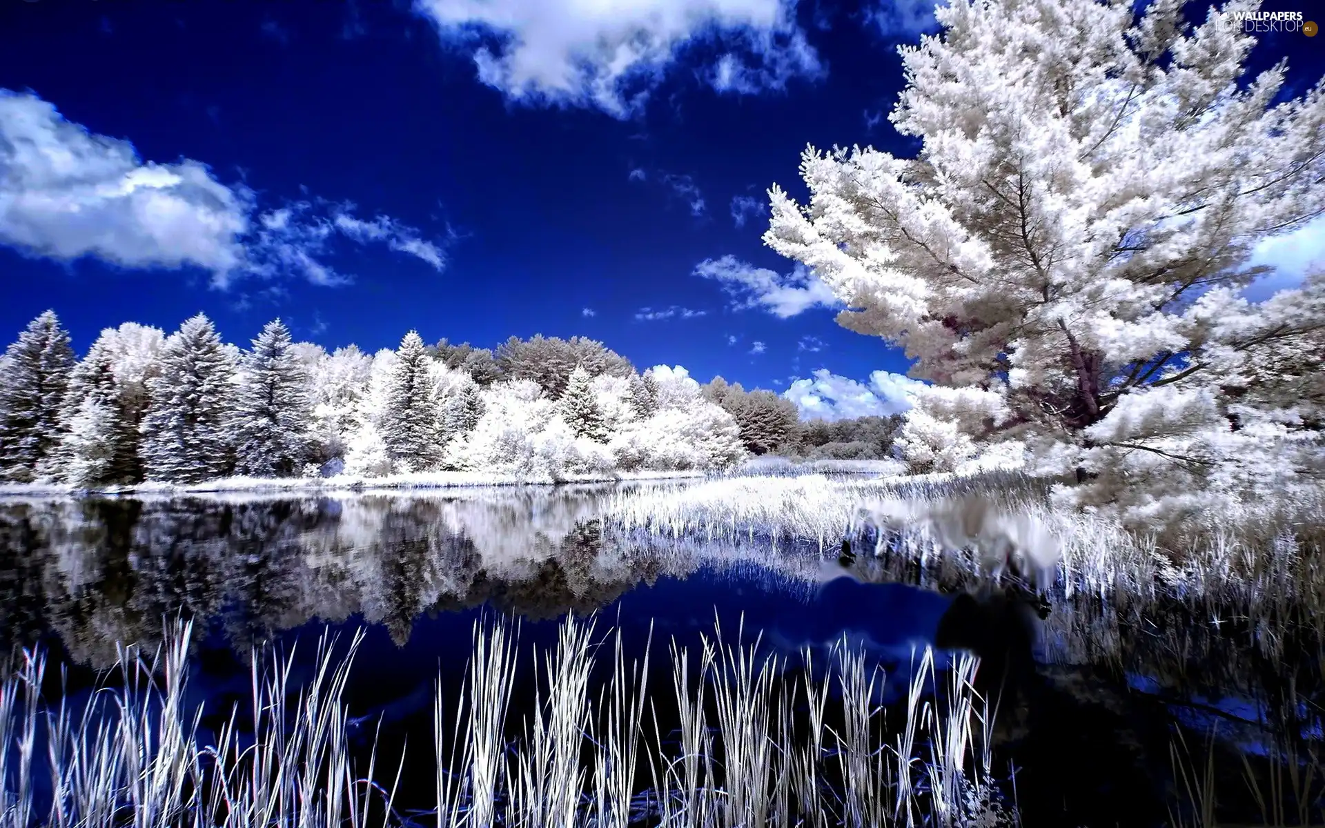 trees, lake, winter, viewes