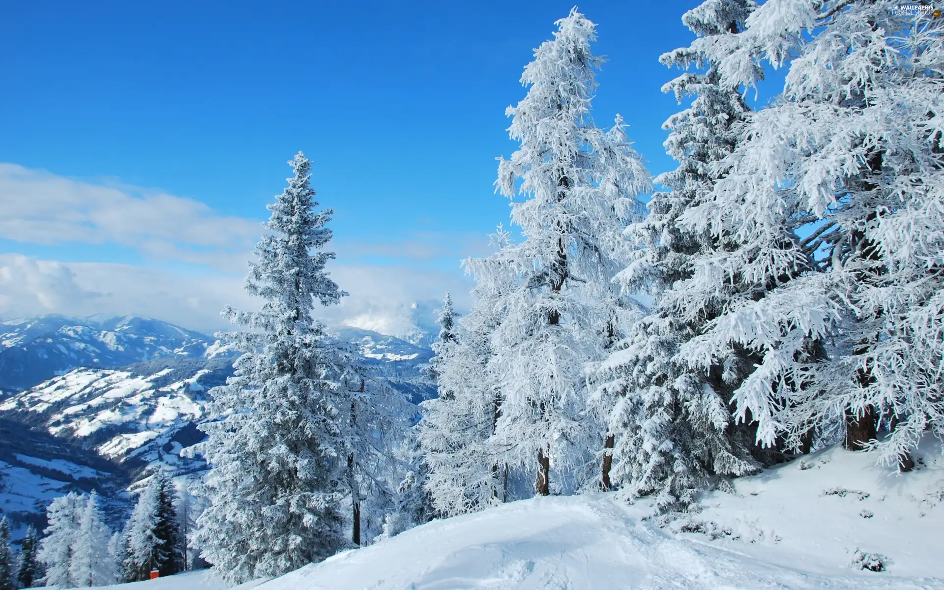 trees, Mountains, winter, viewes