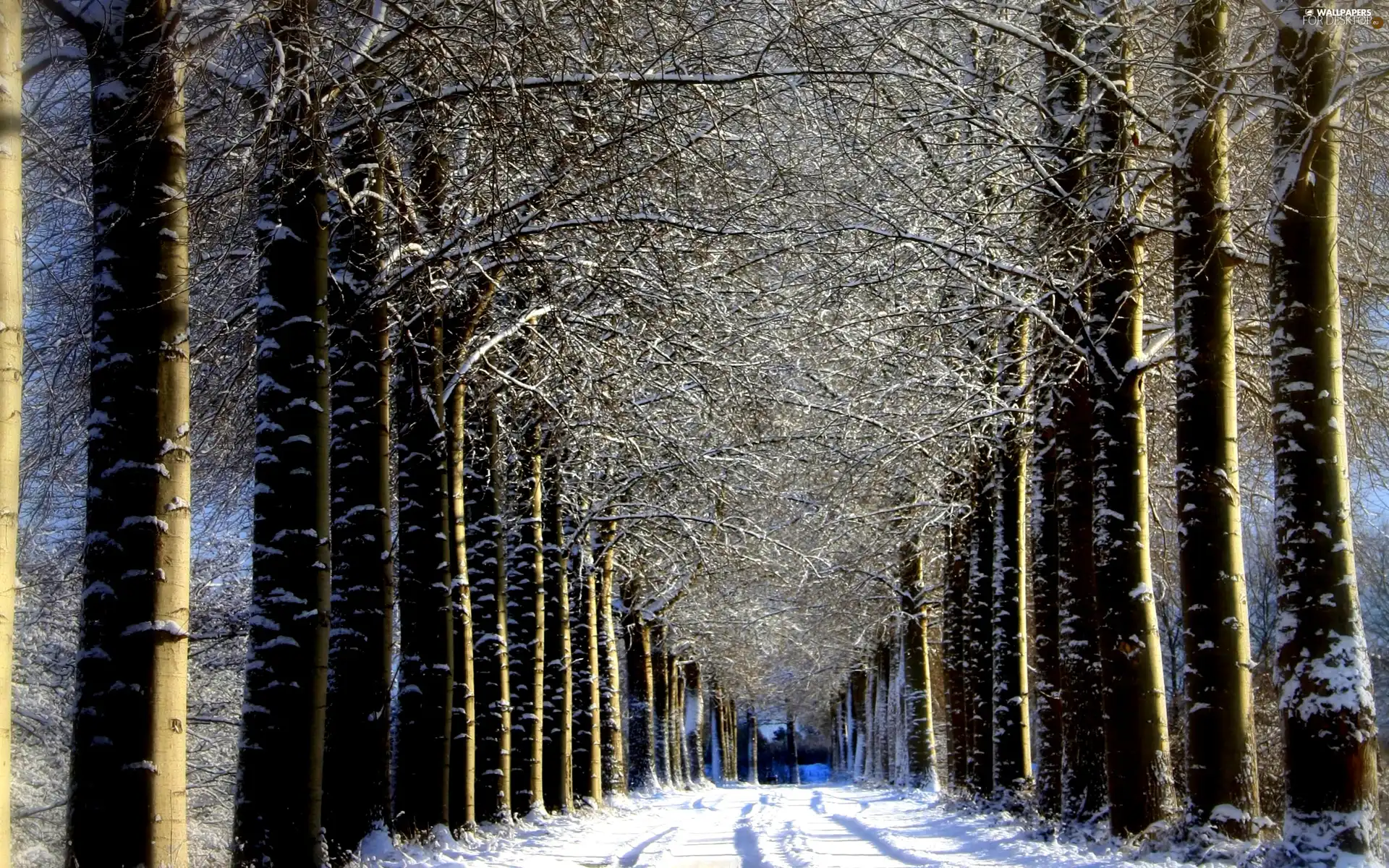 trees, Way, winter, viewes